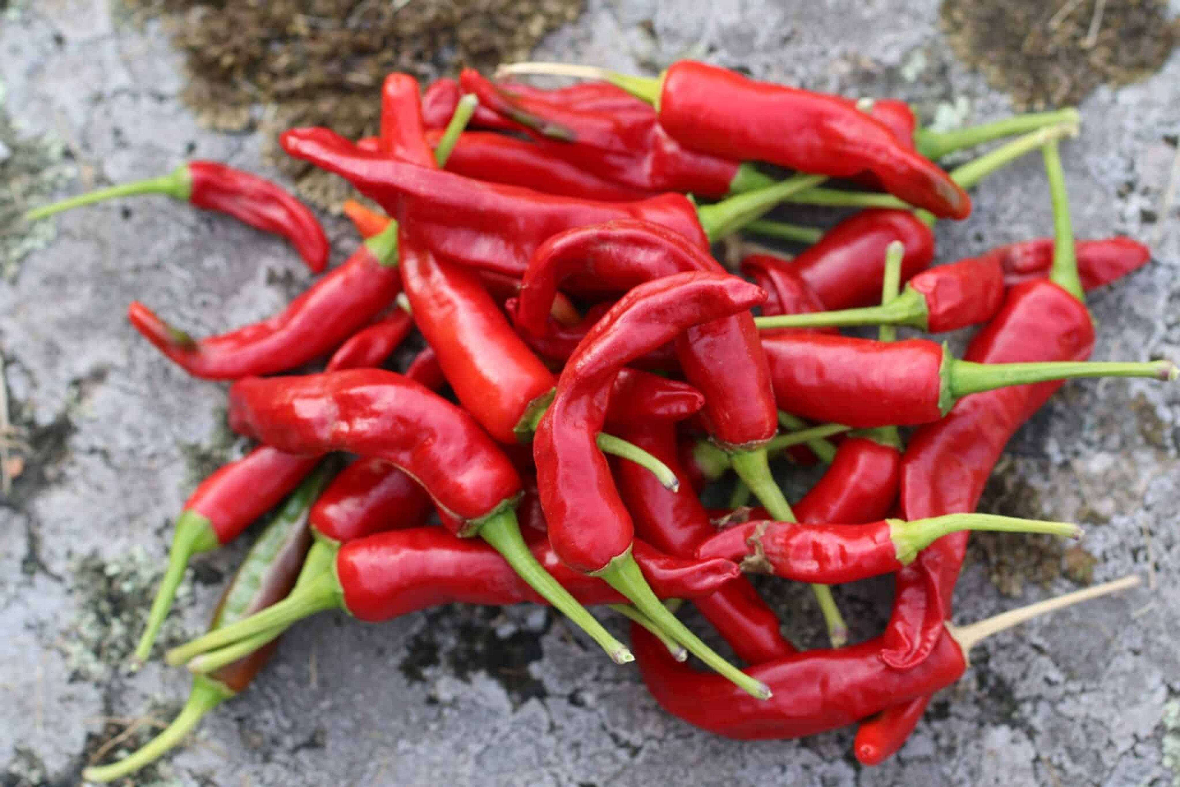 Thai Red - Svenskodlade chilifrön från Svenska Frön