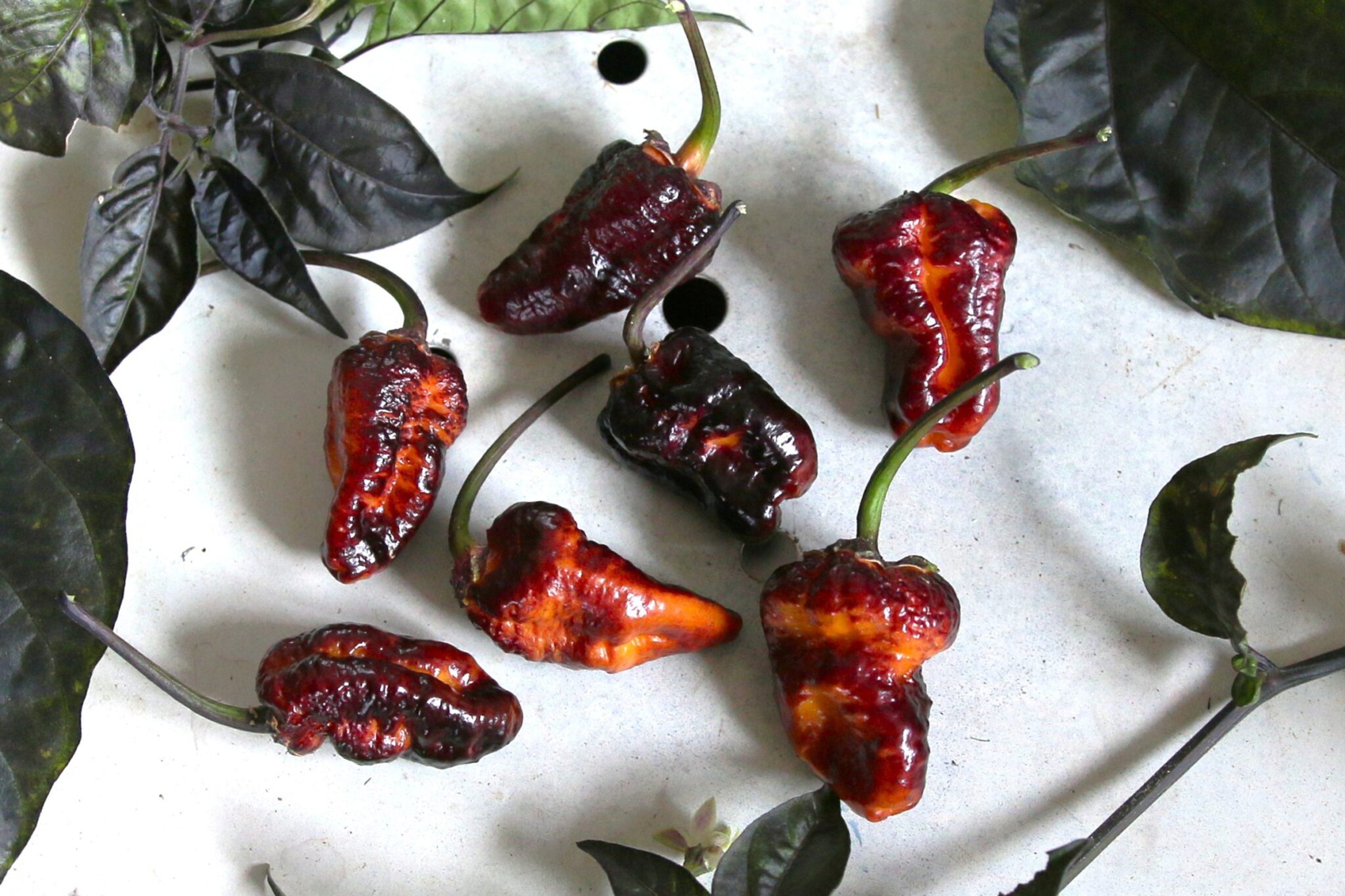 Puma BBG Orange Black - Svenskodlade chilifrön från Svenska Frön