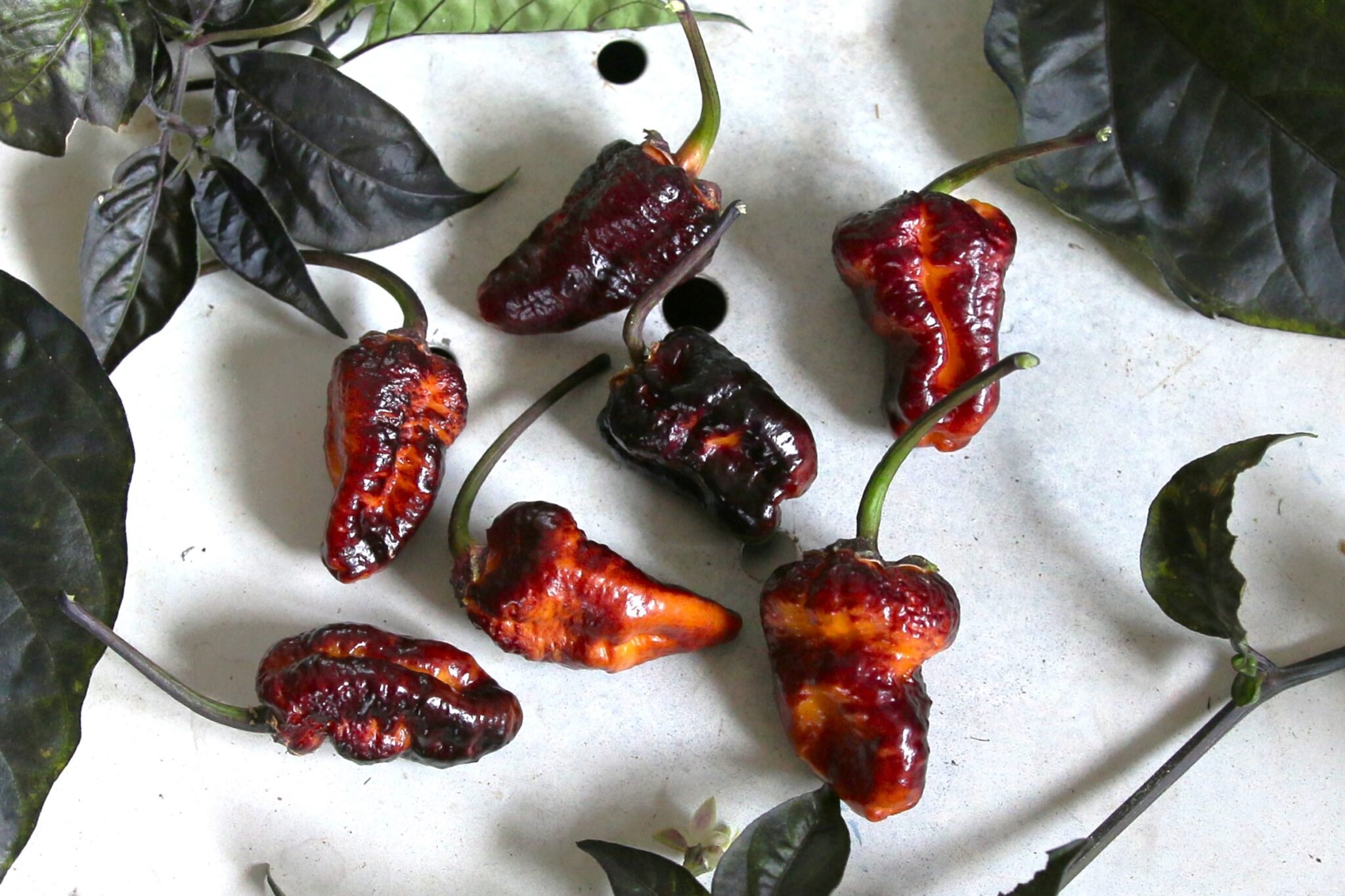 Köp Puma BBG Orange Black - Chilifrön online hos Svenska Frön Puma BBG Orange Black - Svenskodlade chilifrön från Svenska Frön