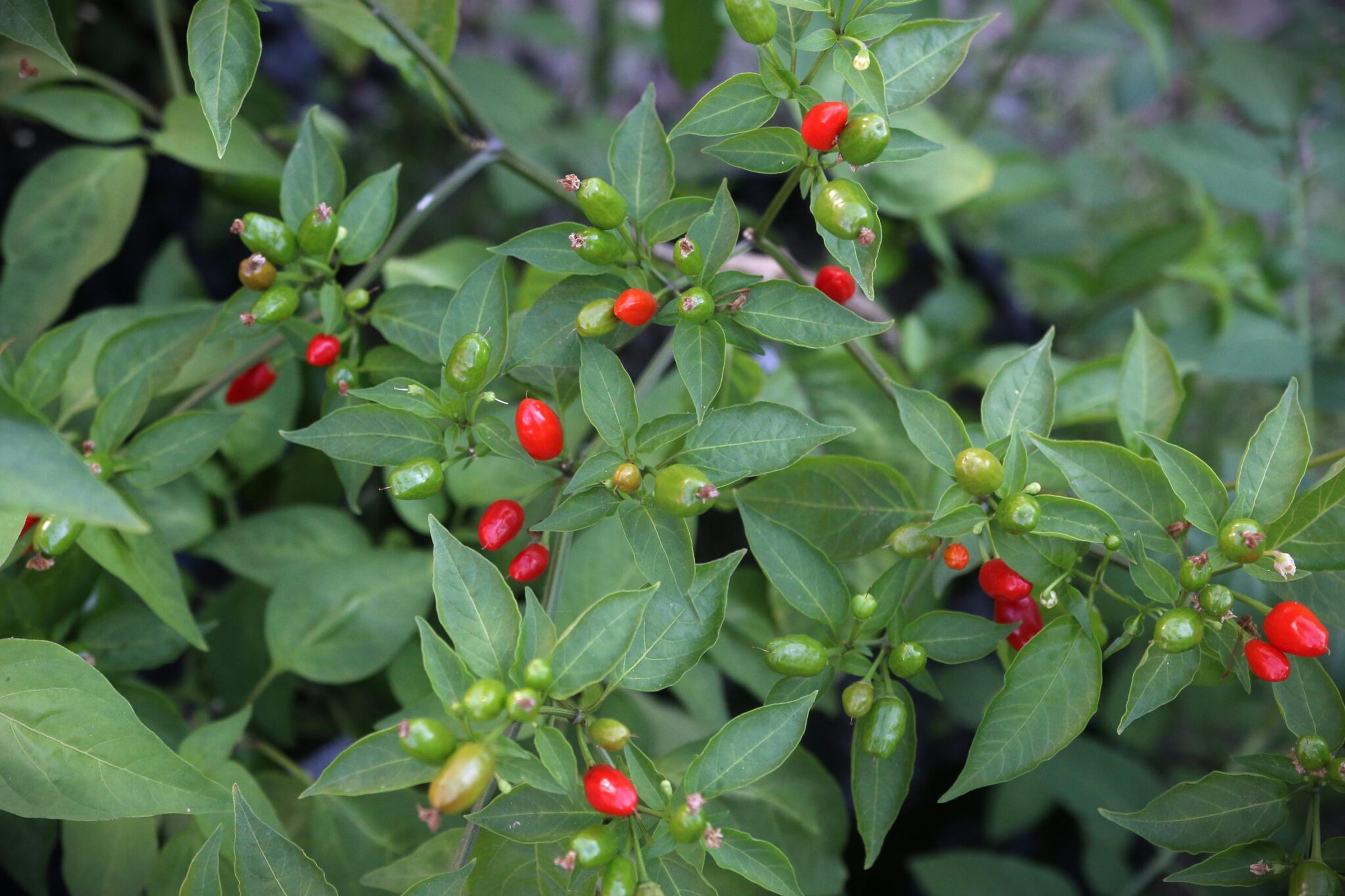 Selvatico miniatyrbild 2