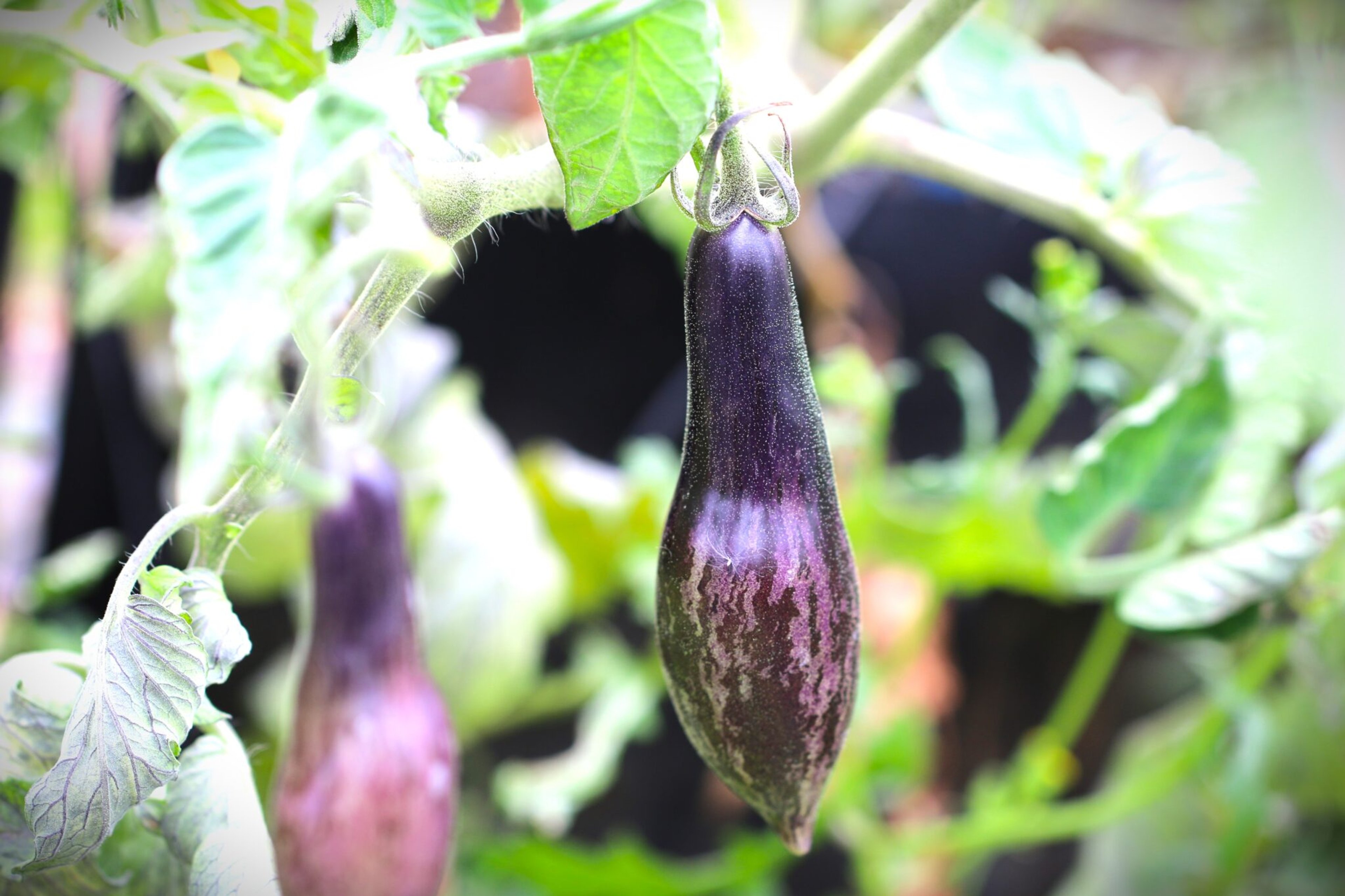 Antho Pink Panther - Svenskodlade tomatfrön från Svenska Frön