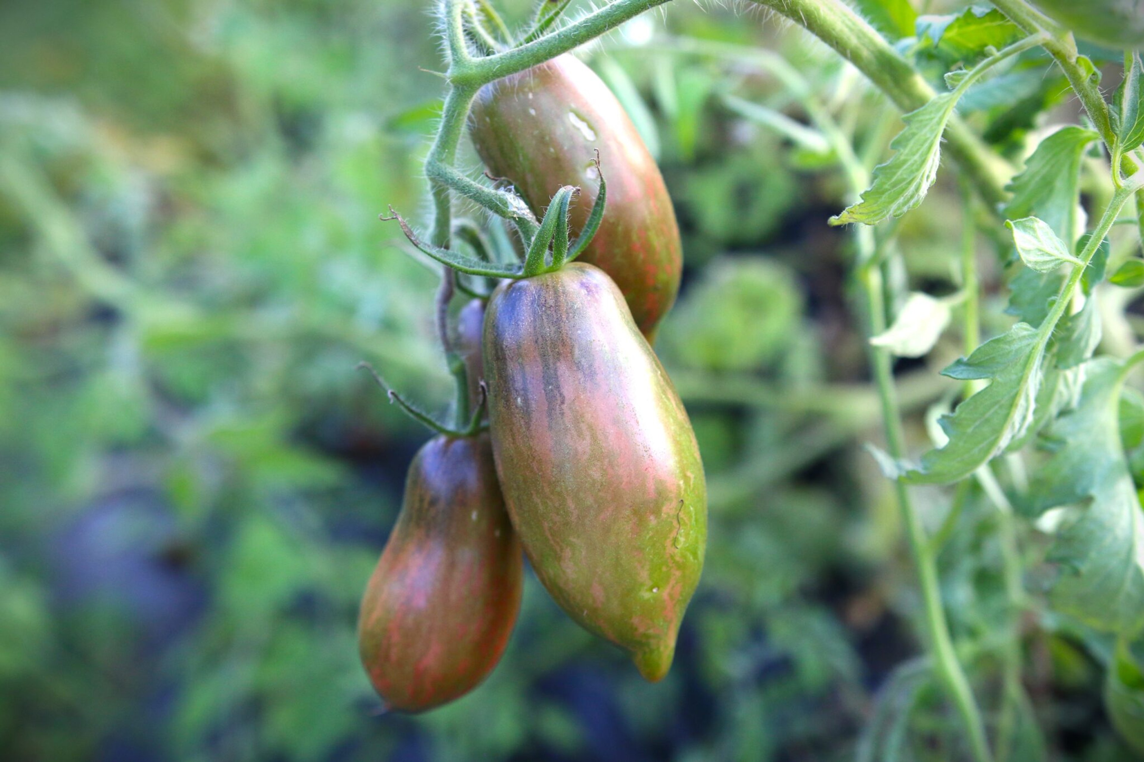 Boar's Tooth - Svenskodlade tomatfrön från Svenska Frön