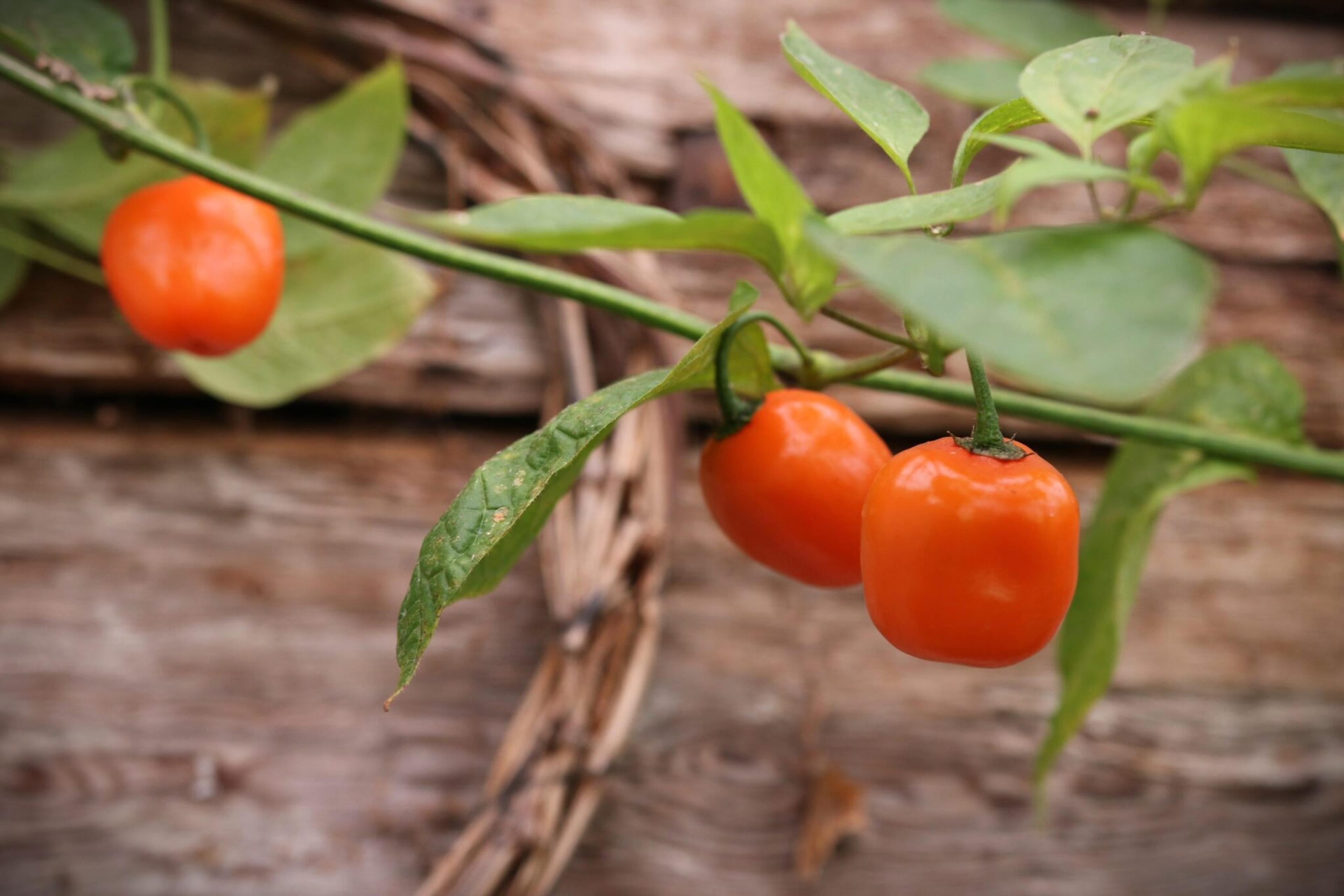 Rocoto Canario miniatyrbild 2