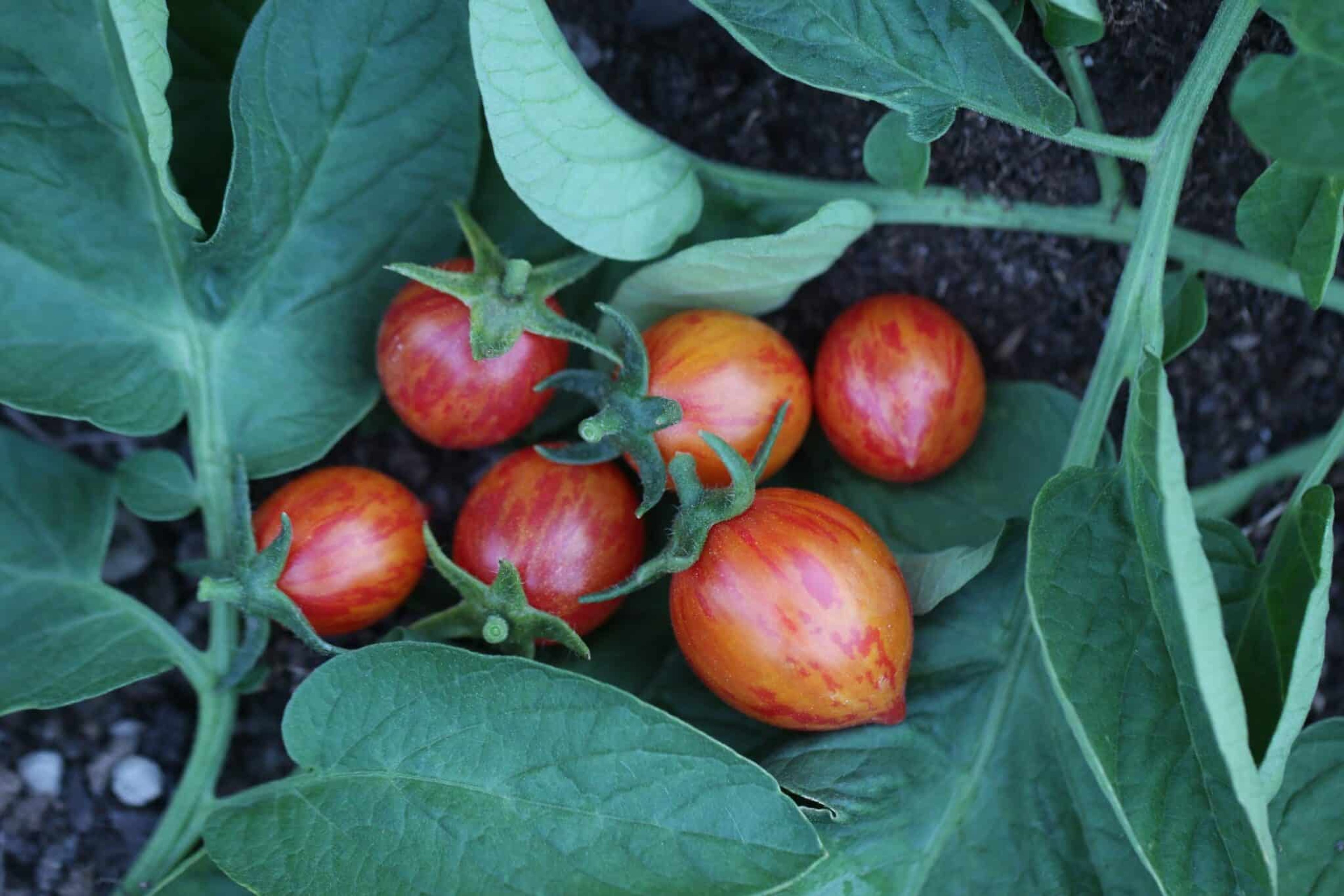 Artisan Golden Bumble Bee - Svenskodlade tomatfrön från Svenska Frön