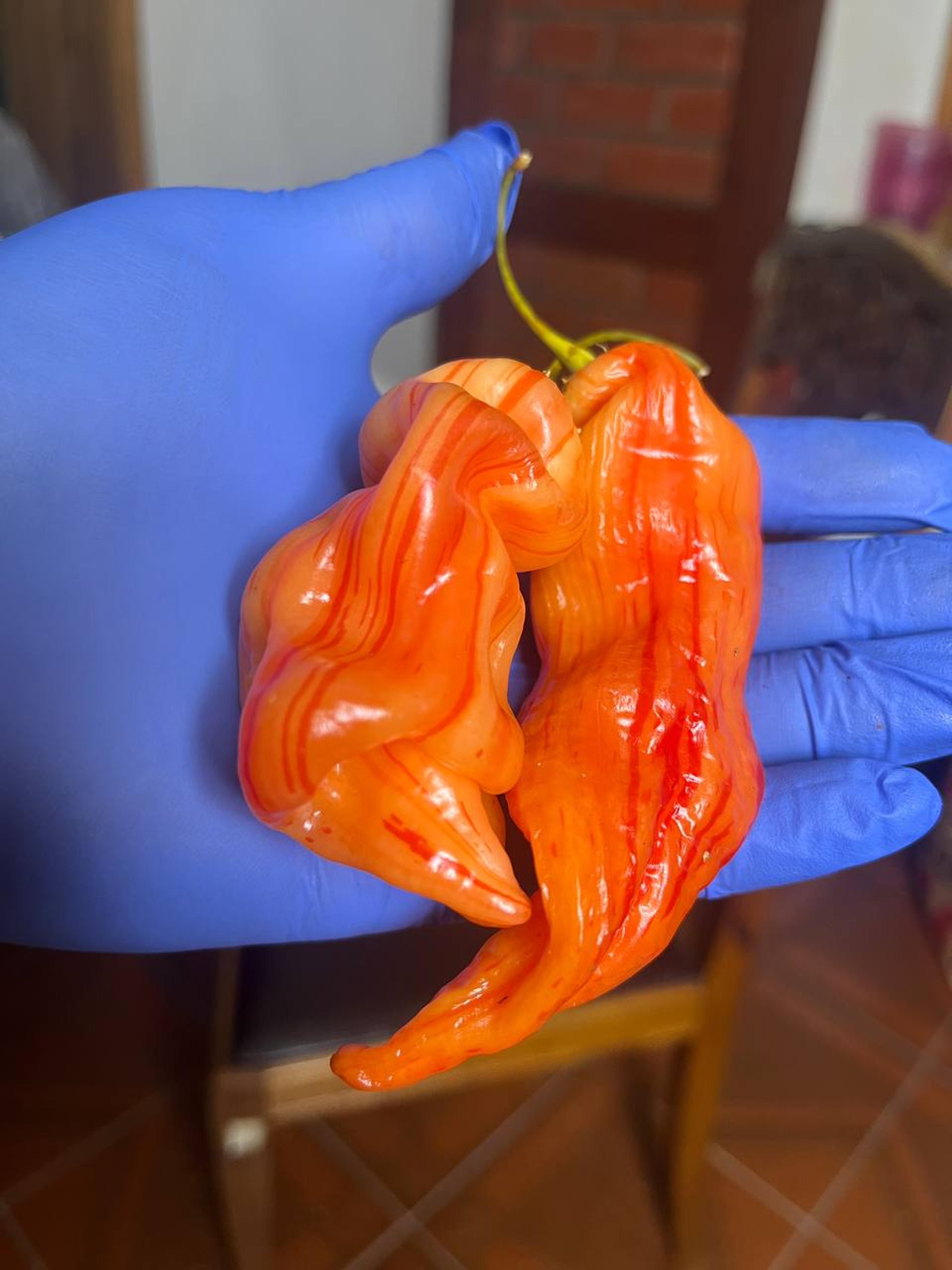 Sugar Rush Stripey miniatyrbild 4