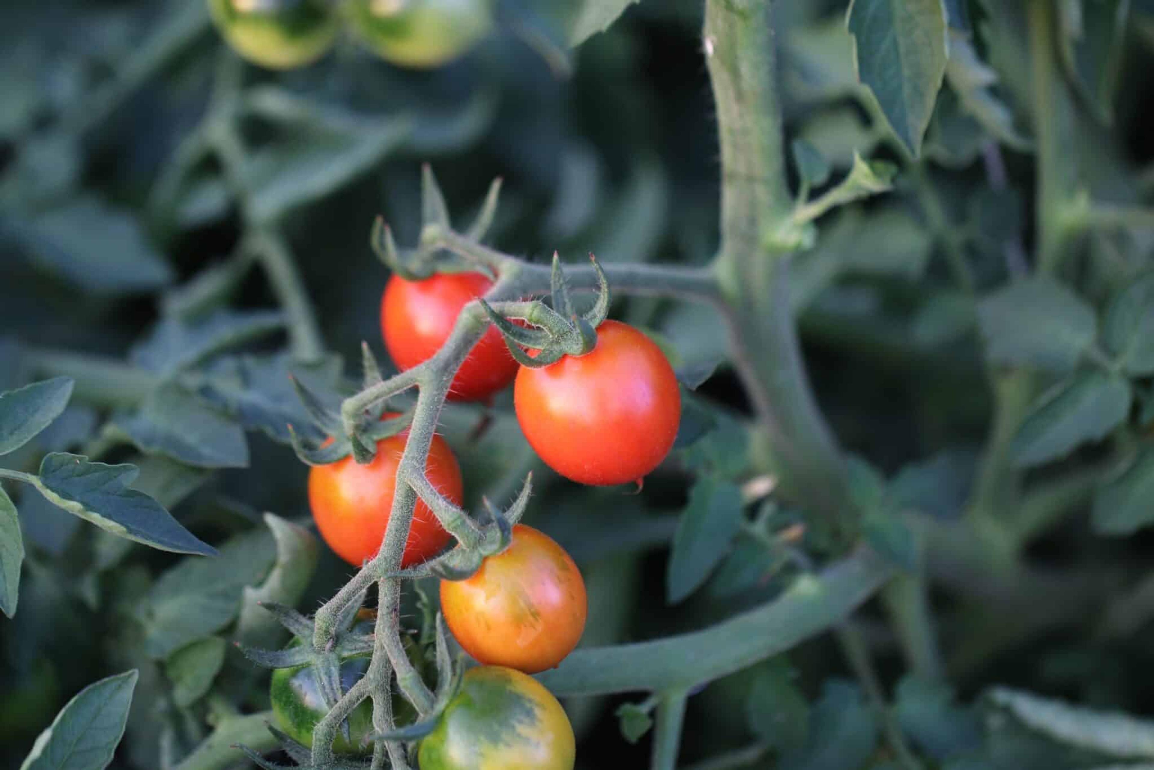 Principe Borghese miniatyrbild 2