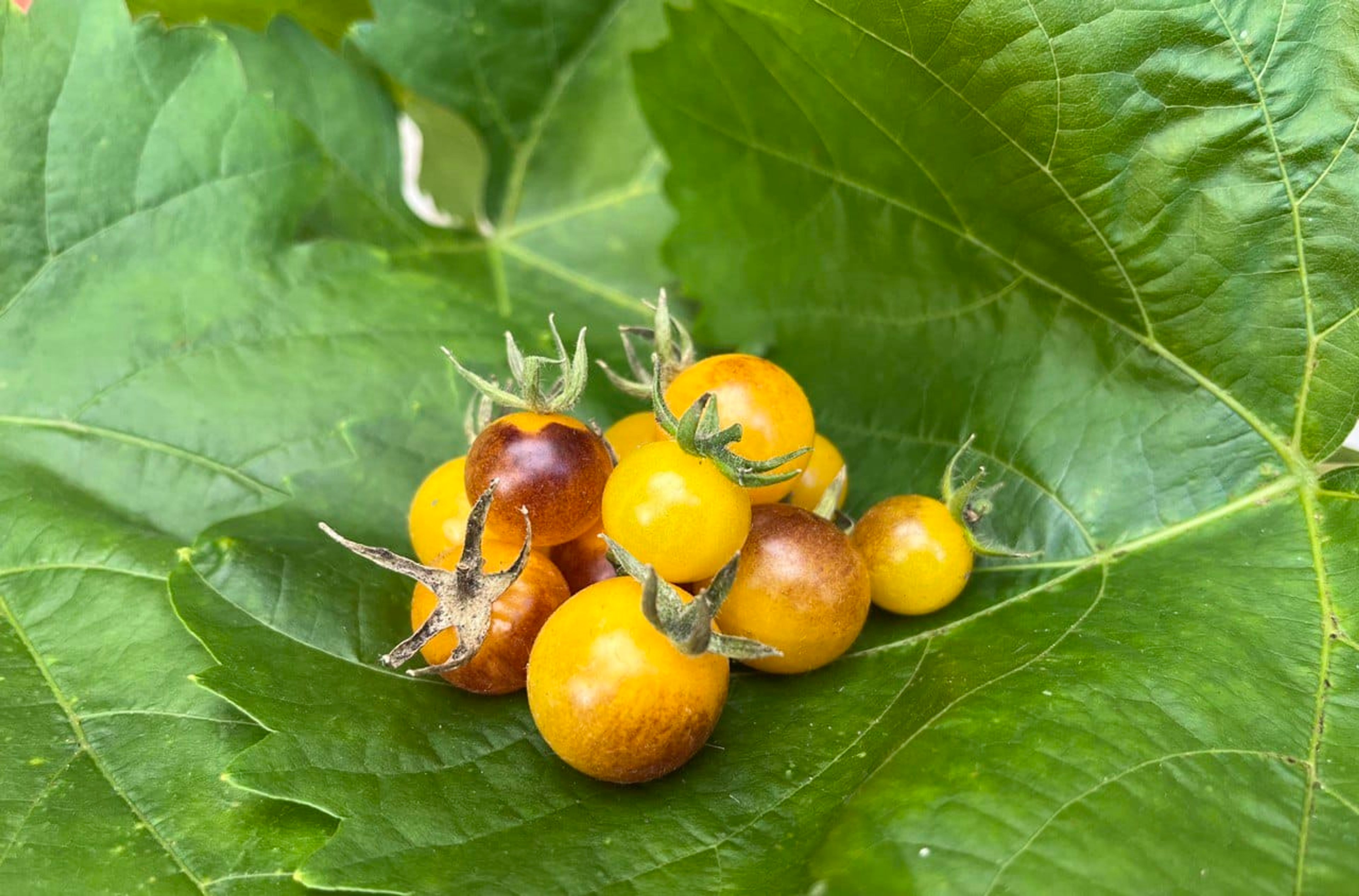 Indigo Gold Berries - Svenskodlade tomatfrön från Svenska Frön