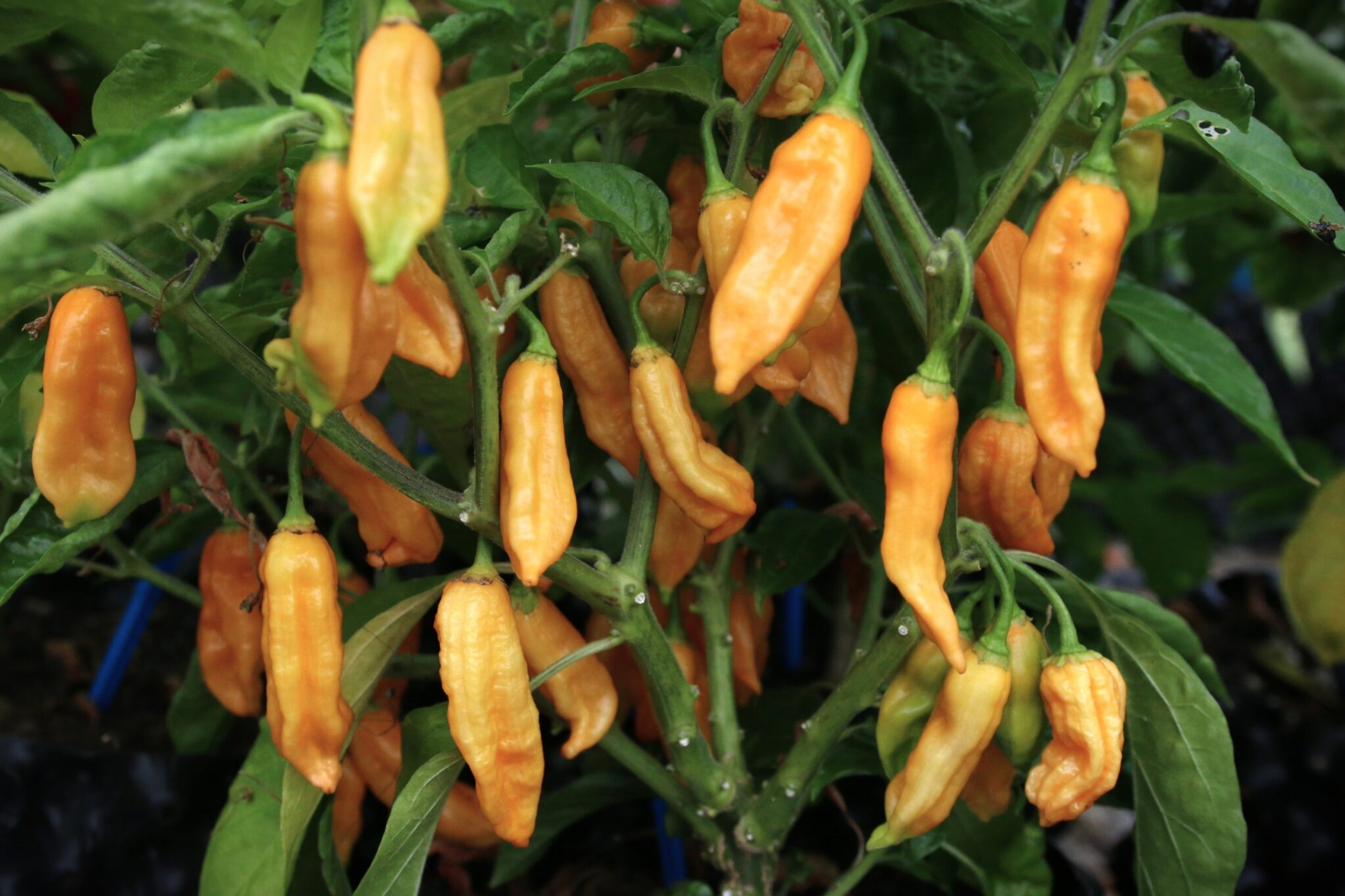 Bhut Jolokia Elongate Peach - Svenskodlade chilifrön från Svenska Frön