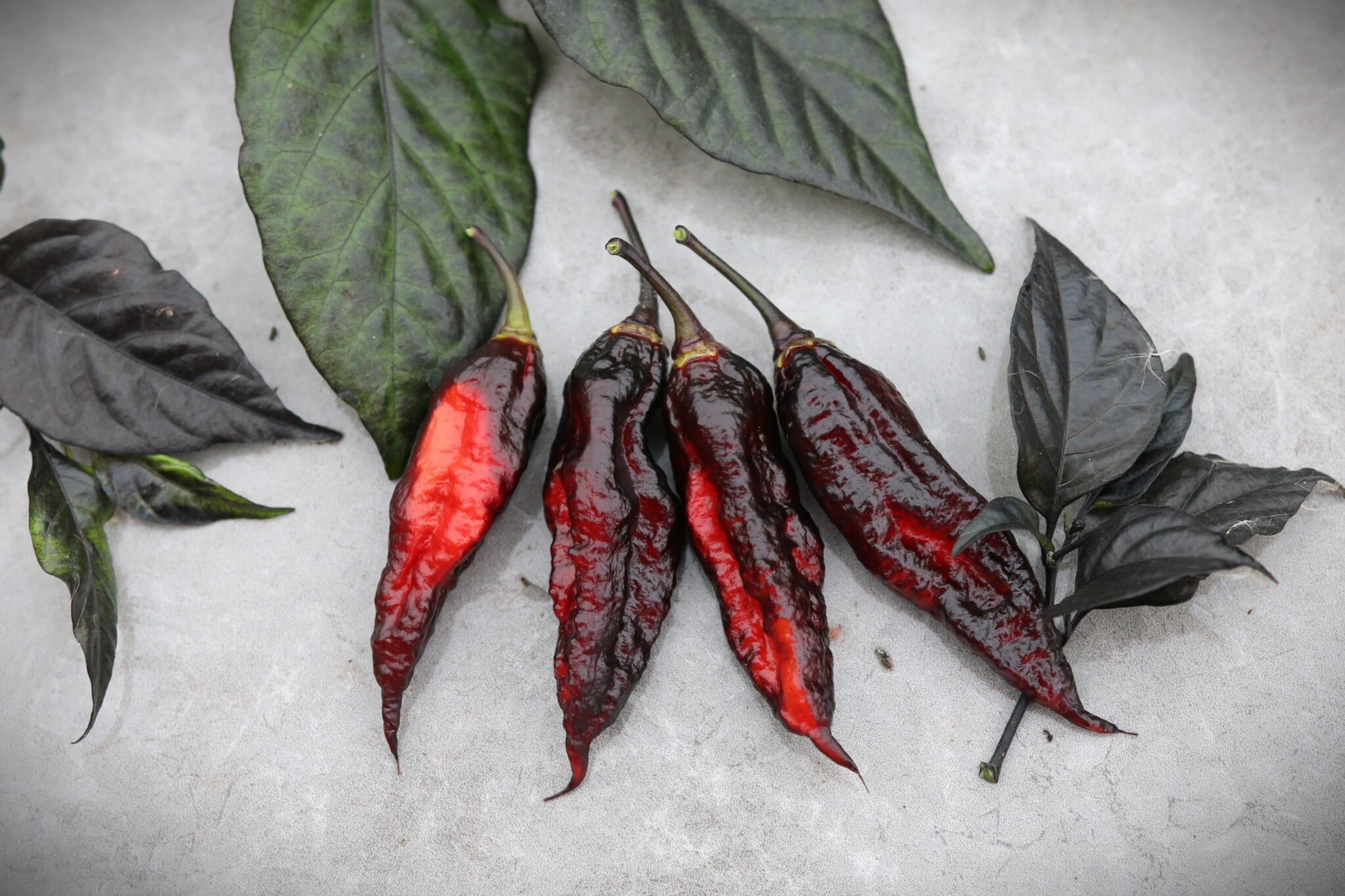 Naga Tiger D.D miniatyrbild 2