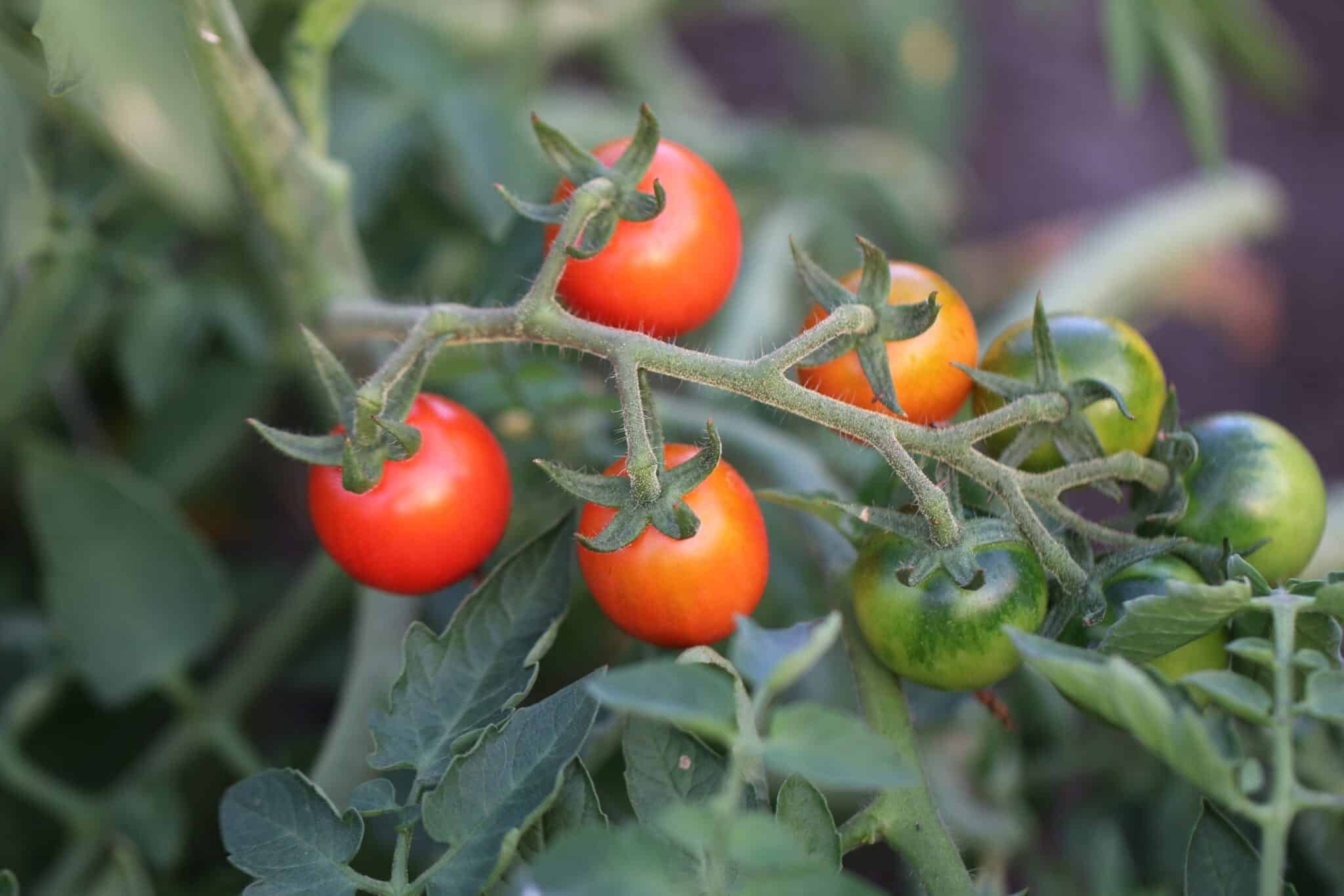 Köp Principe Borghese - Tomatfrön online hos Svenska Frön Principe Borghese - Svenskodlade tomatfrön från Svenska Frön