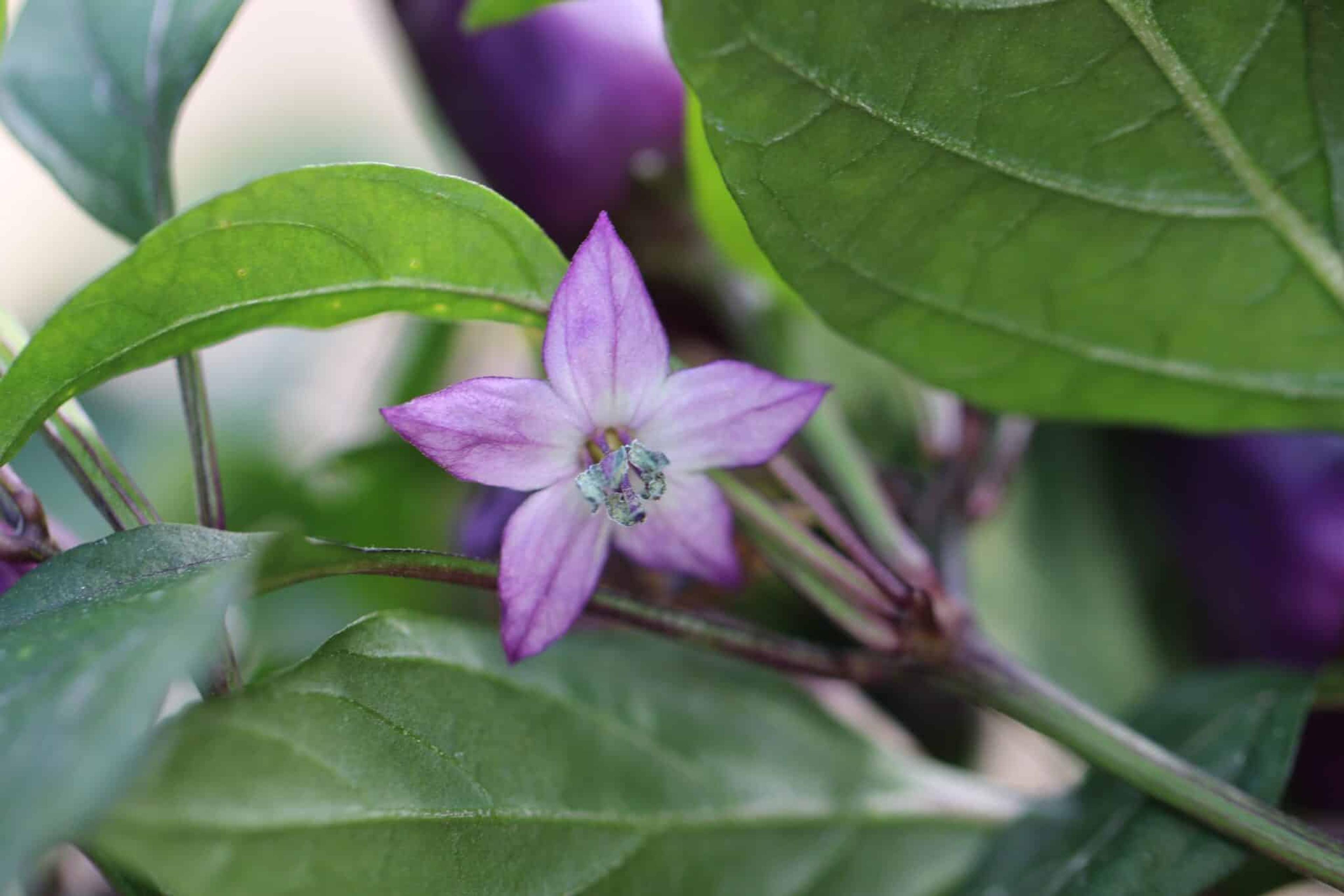 Aurora miniatyrbild 2