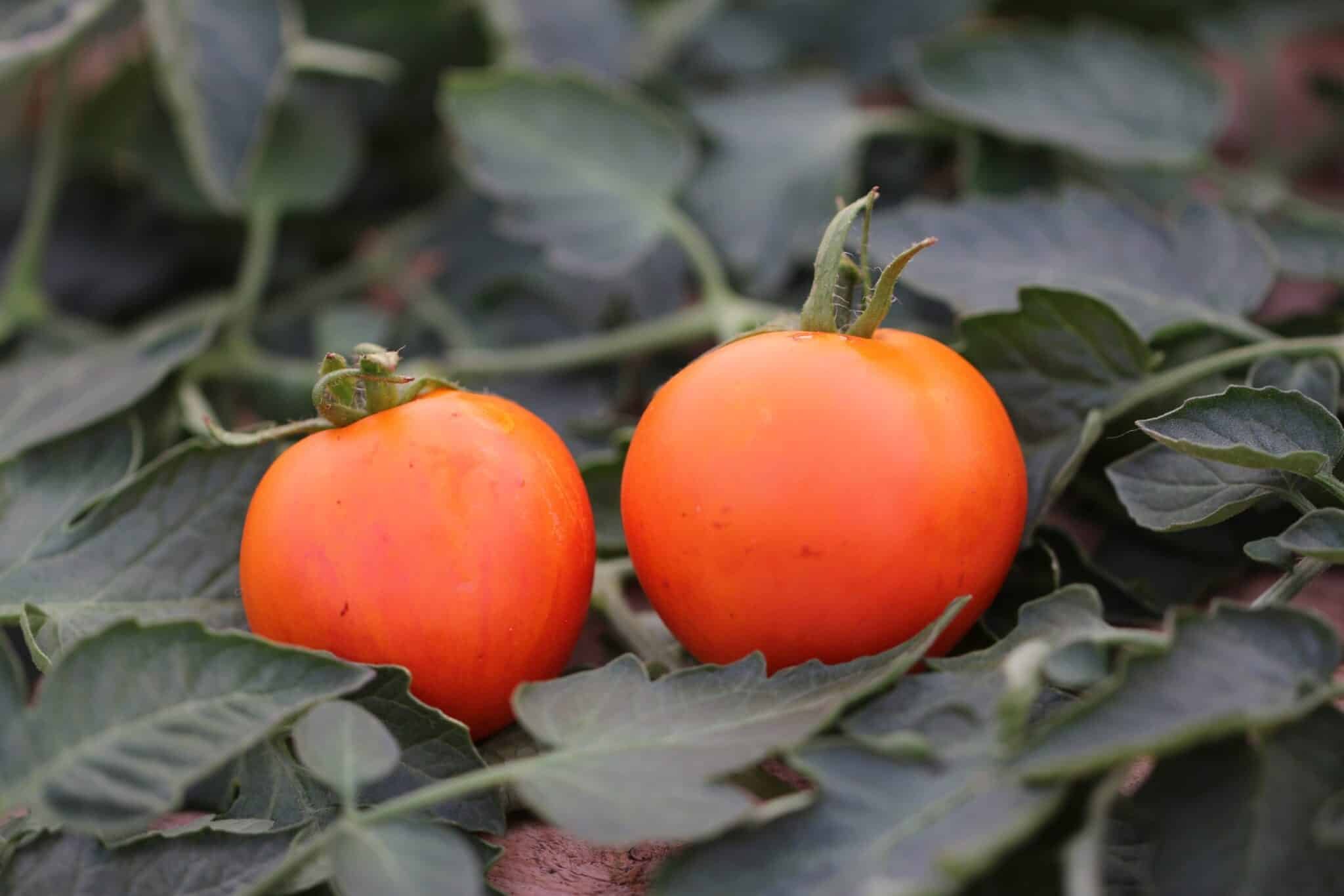 Köp Oranže - Tomatfrön online hos Chilifrön.se Orange tjeckiska Oranže-tomater