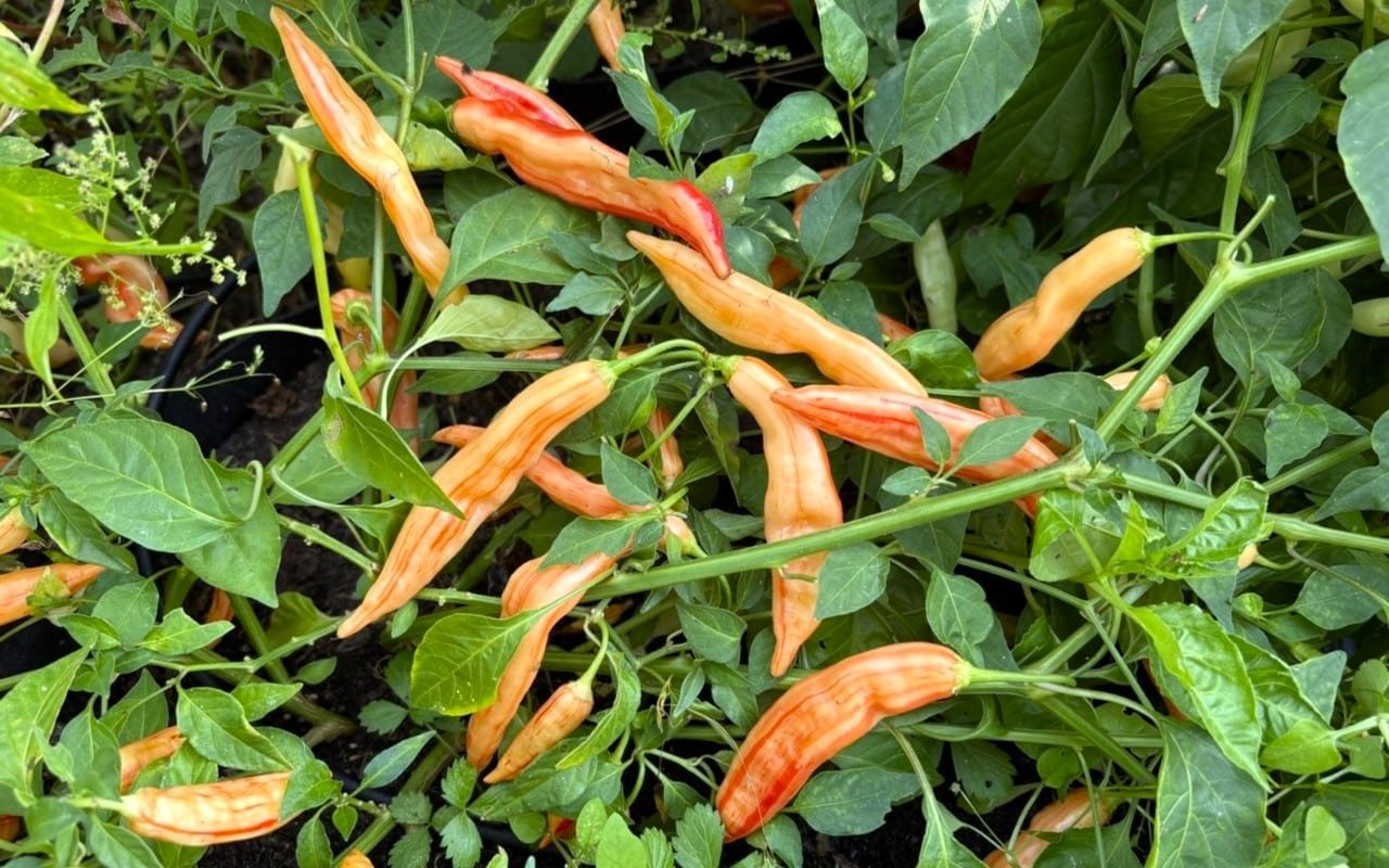 Köp Aji Lily Teolinda - Chilifrön online hos Chilifrön.se Persikorosa randiga Aji Lily Teolinda-frukter i hängande klasar