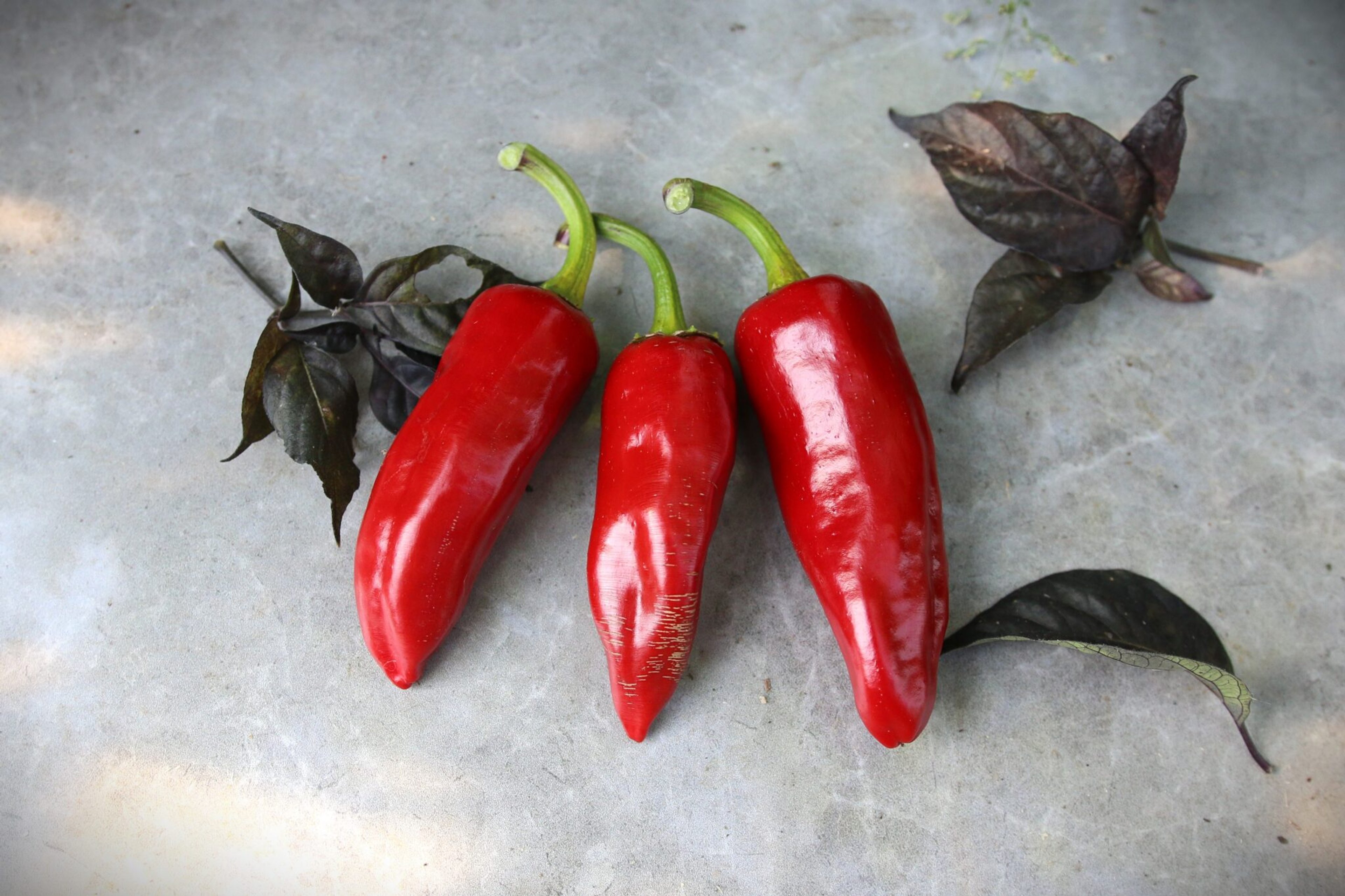 Espelette - Svenskodlade chilifrön från Svenska Frön