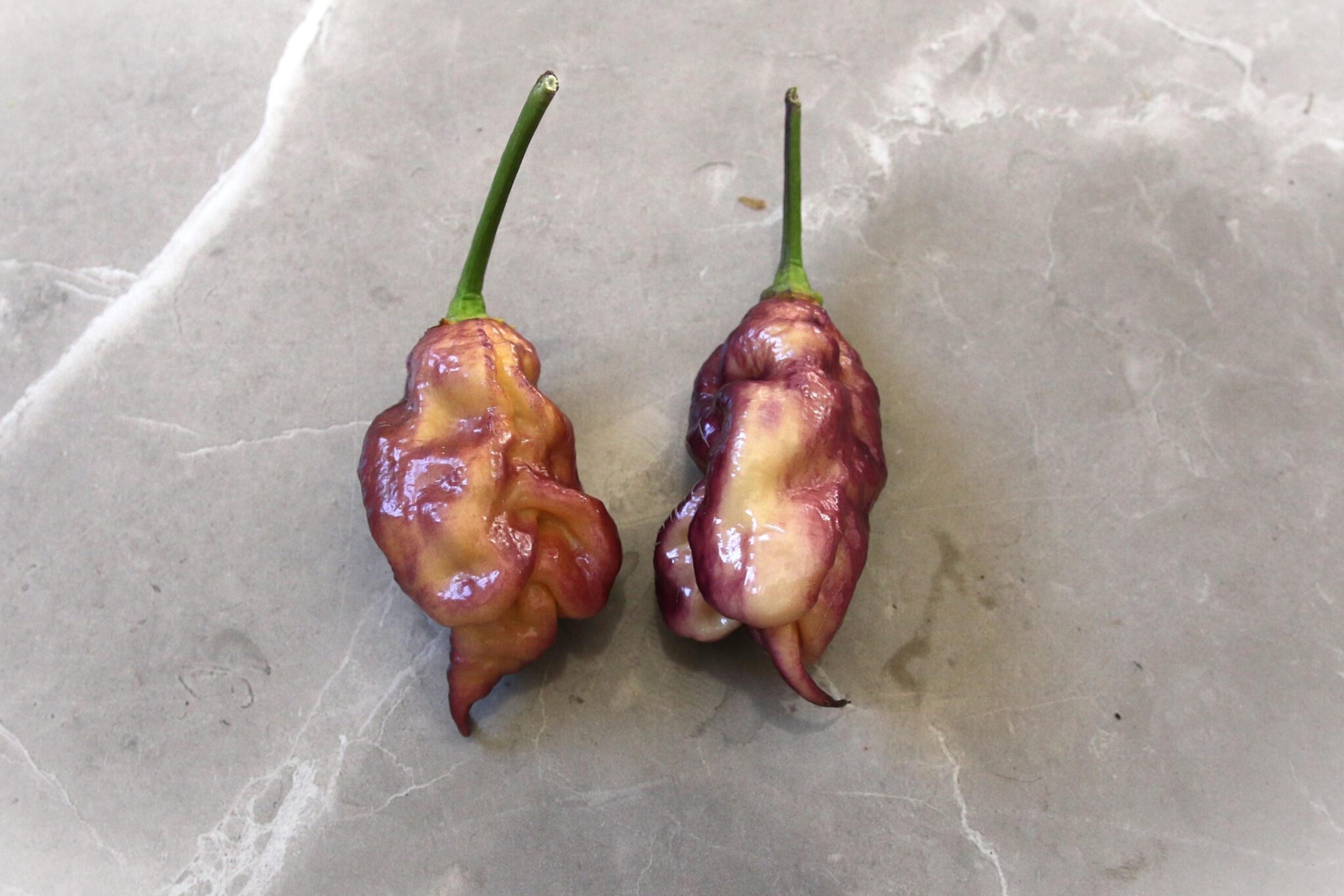 Jay’s Pink Purple Ghost Scorpion miniatyrbild 2