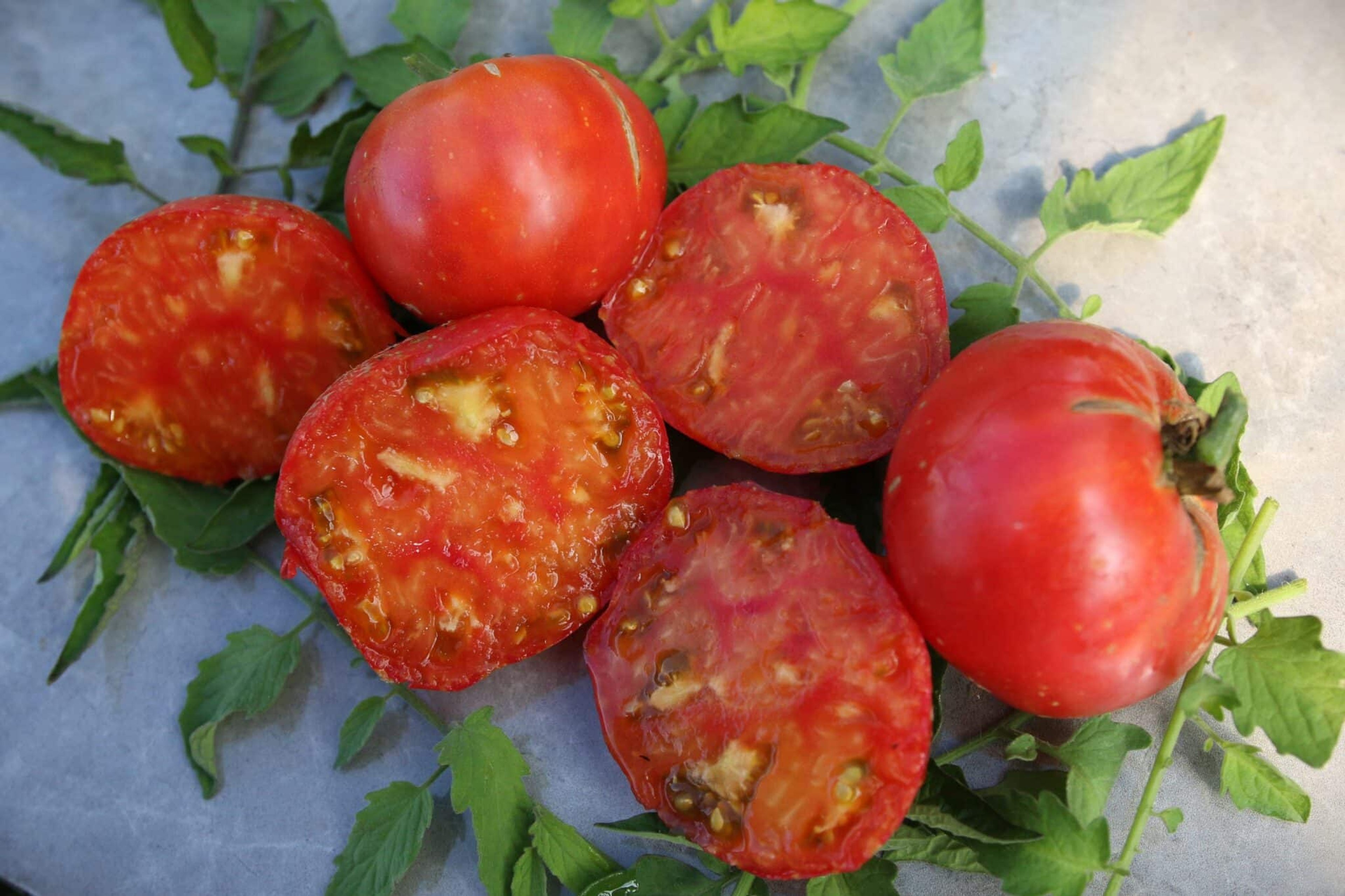 Eye of the Dingo - Svenskodlade tomatfrön från Svenska Frön