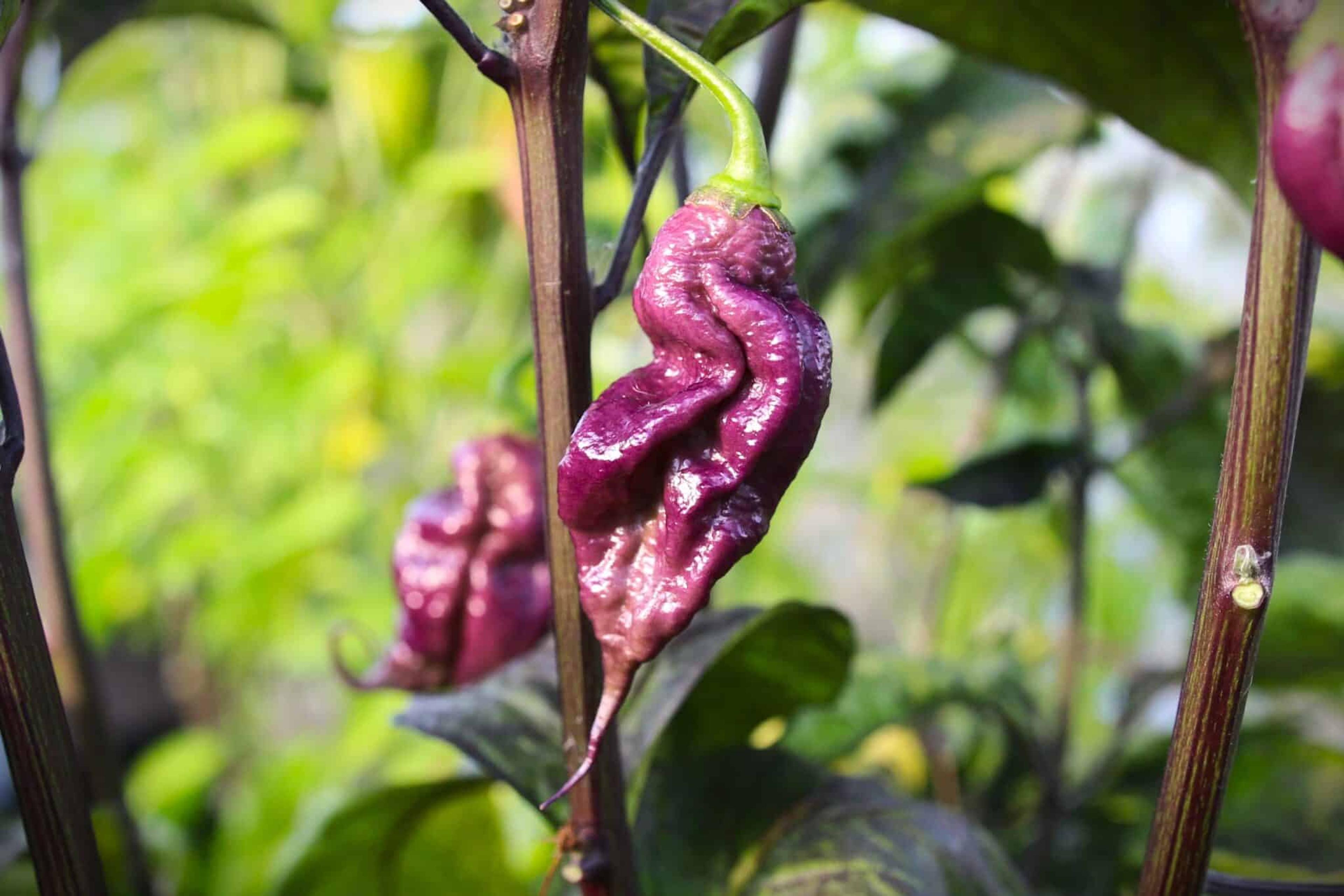 Ganzo Peach miniatyrbild 4