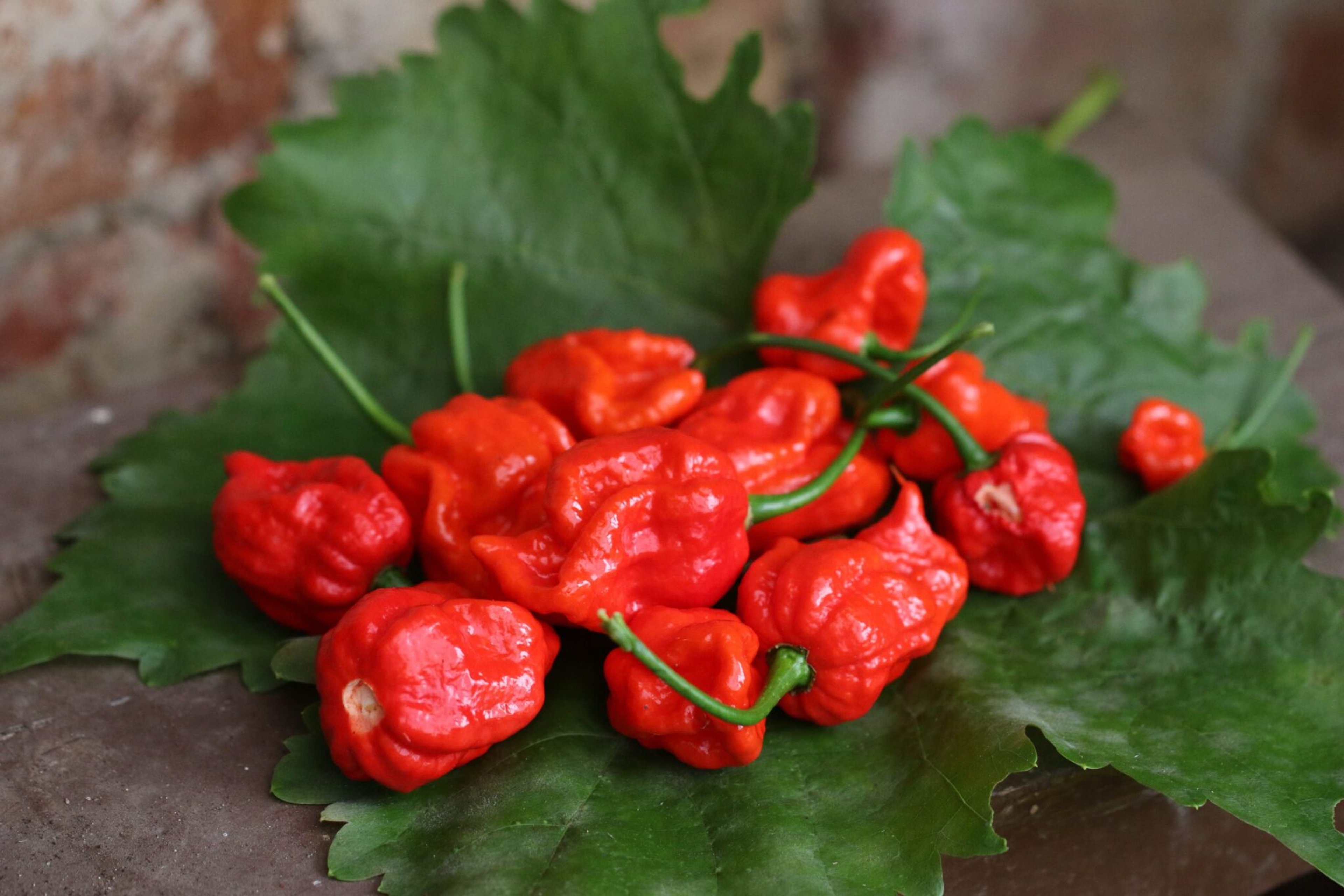 7 Pot Lava - Svenskodlade chilifrön från Svenska Frön