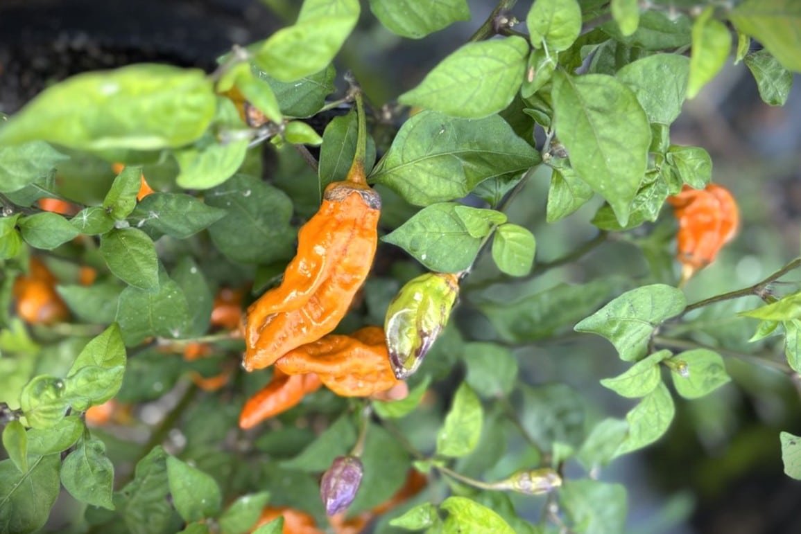 Köp Mustard Tiger - Chilifrön online hos Svenska Frön Mustard Tiger - Svenskodlade chilifrön från Svenska Frön