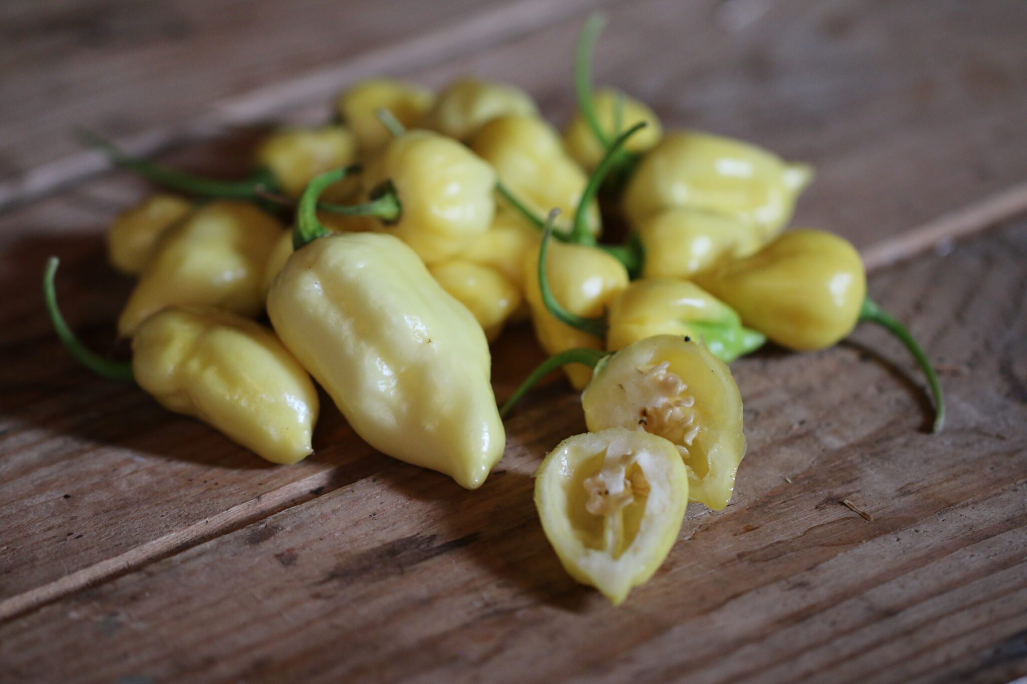 Köp Naga White - Chilifrön online hos Svenska Frön Naga White - Svenskodlade chilifrön från Svenska Frön