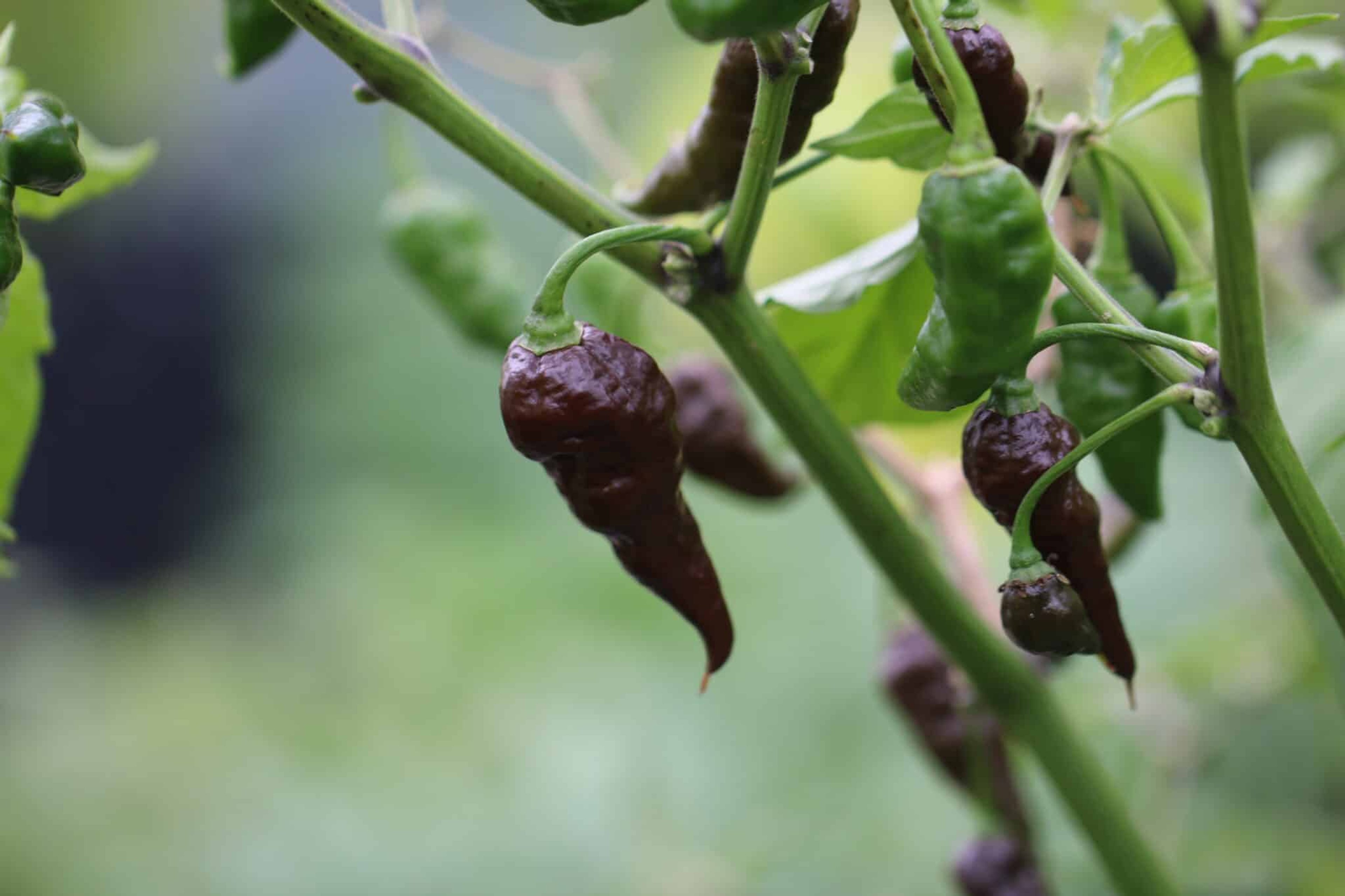 Black Naga - Svenskodlade chilifrön från Svenska Frön