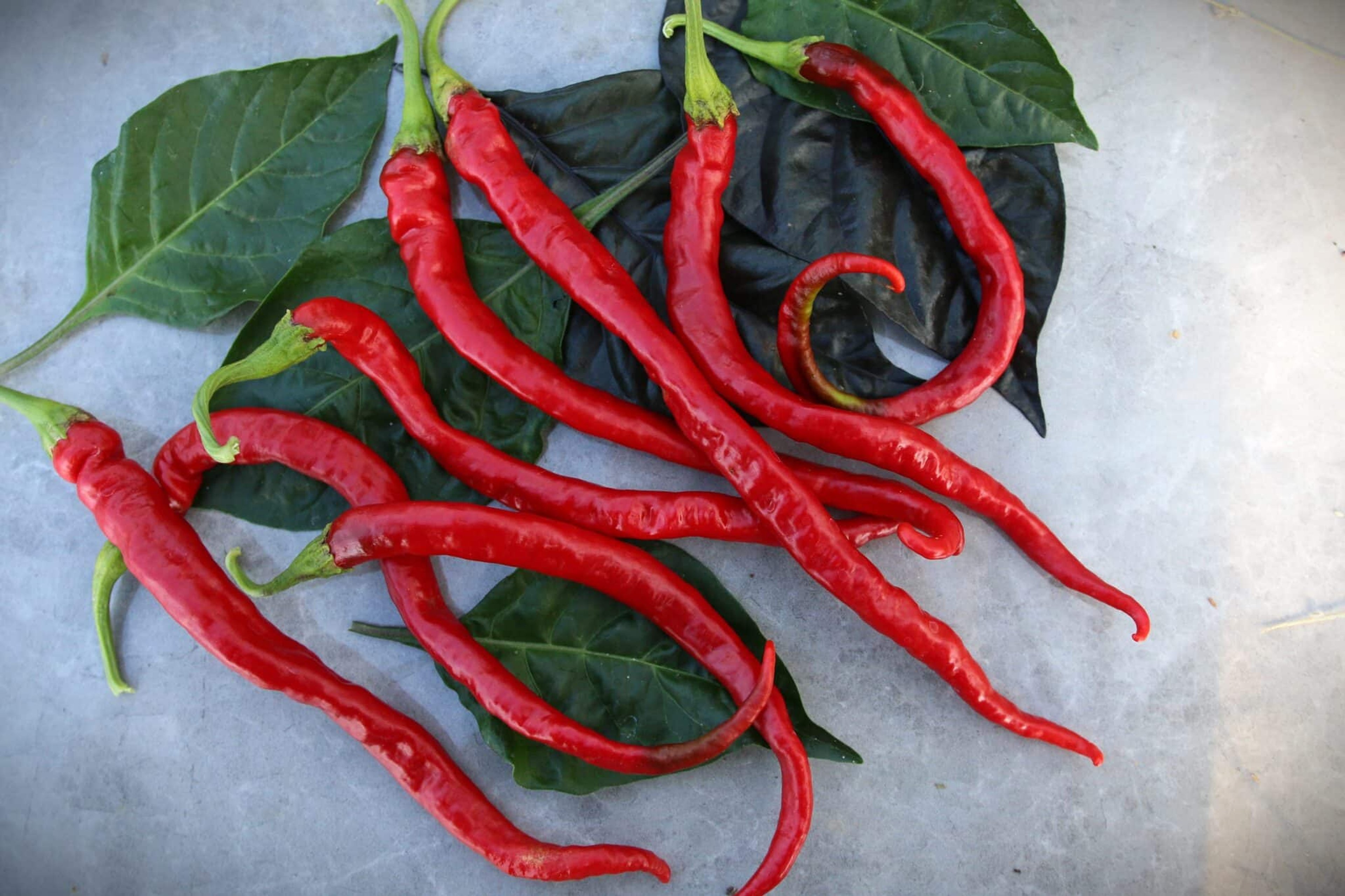 Thunder Mountain Longhorn XXL - Svenskodlade chilifrön från Svenska Frön