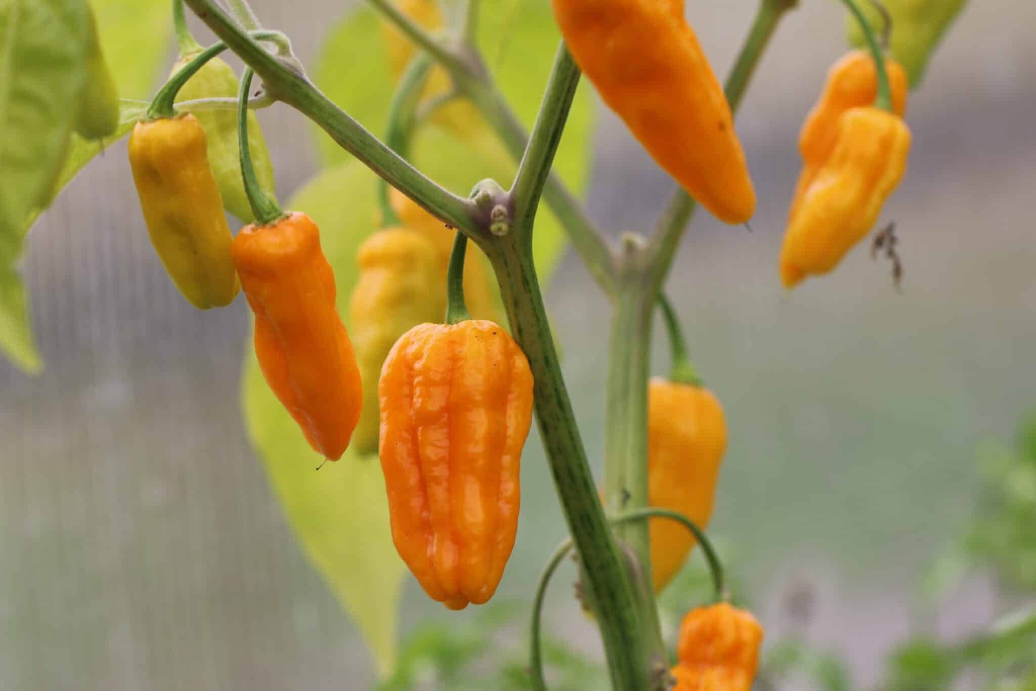 Köp Jpg x Habanero - Chilifrön online hos Svenska Frön Jpg x Habanero - Svenskodlade chilifrön från Svenska Frön