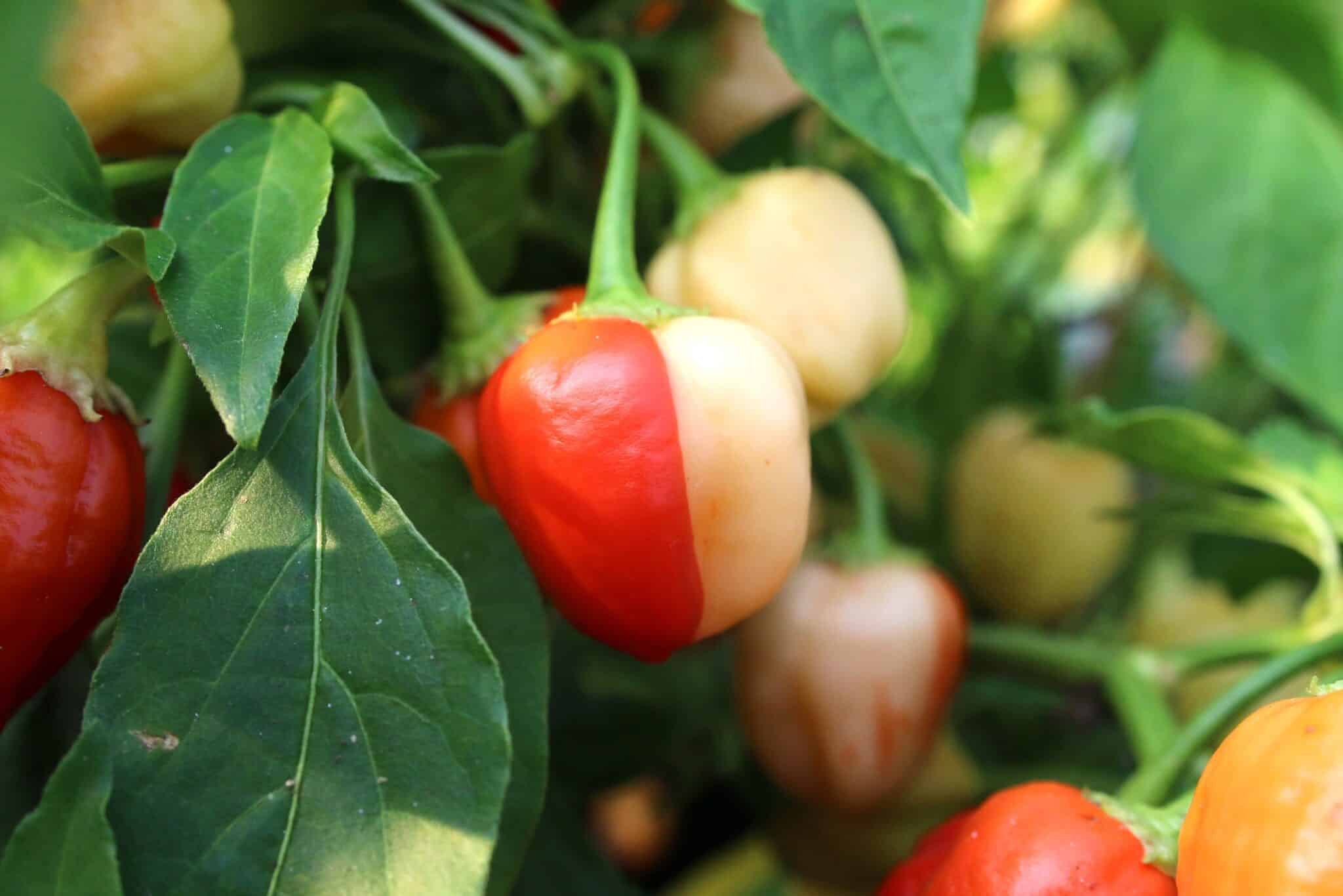 Köp Peppapeach Stripey - Chilifrön online hos Svenska Frön Peppapeach Stripey - Svenskodlade chilifrön från Svenska Frön