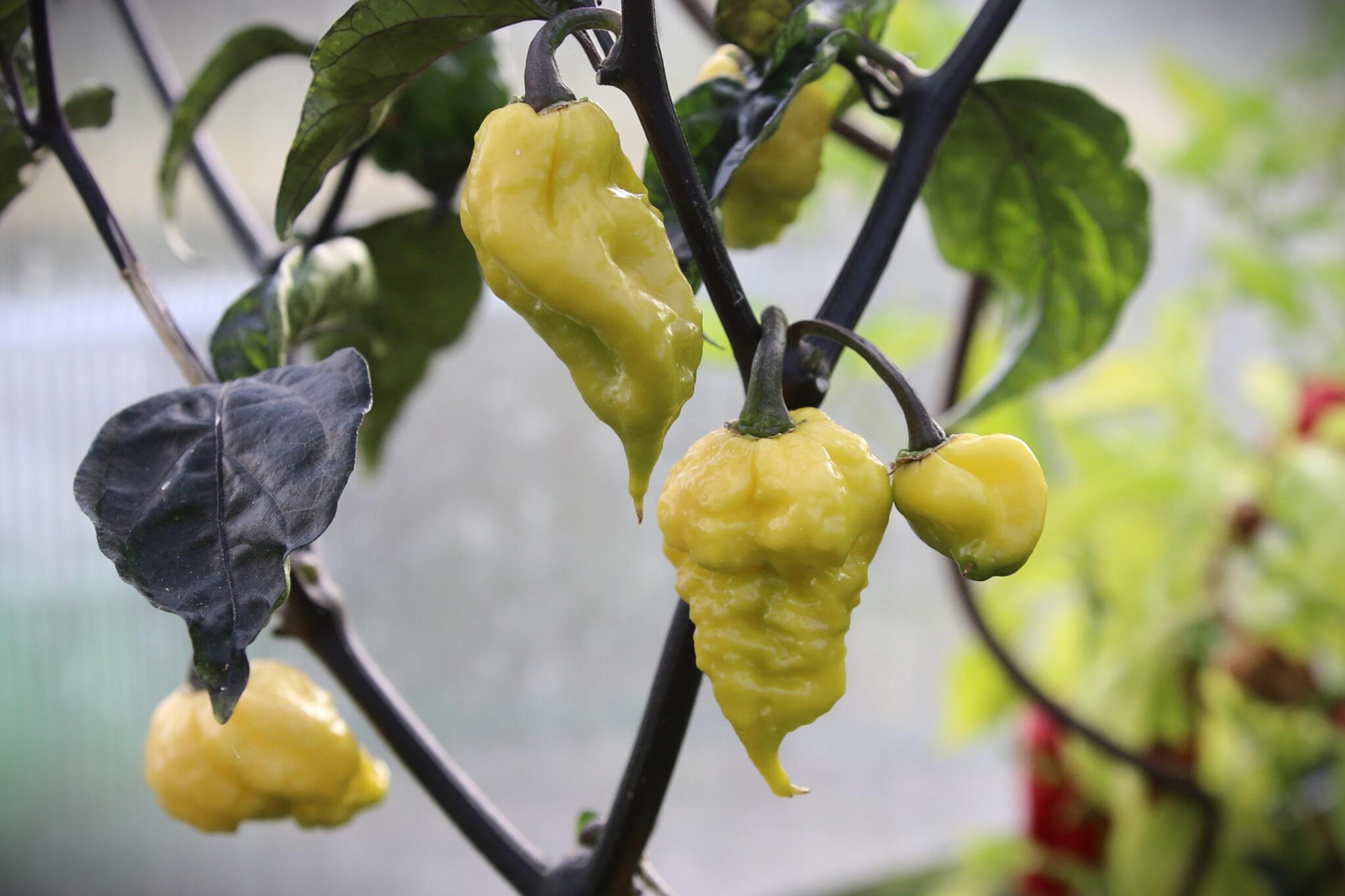 Da Hulk miniatyrbild 2