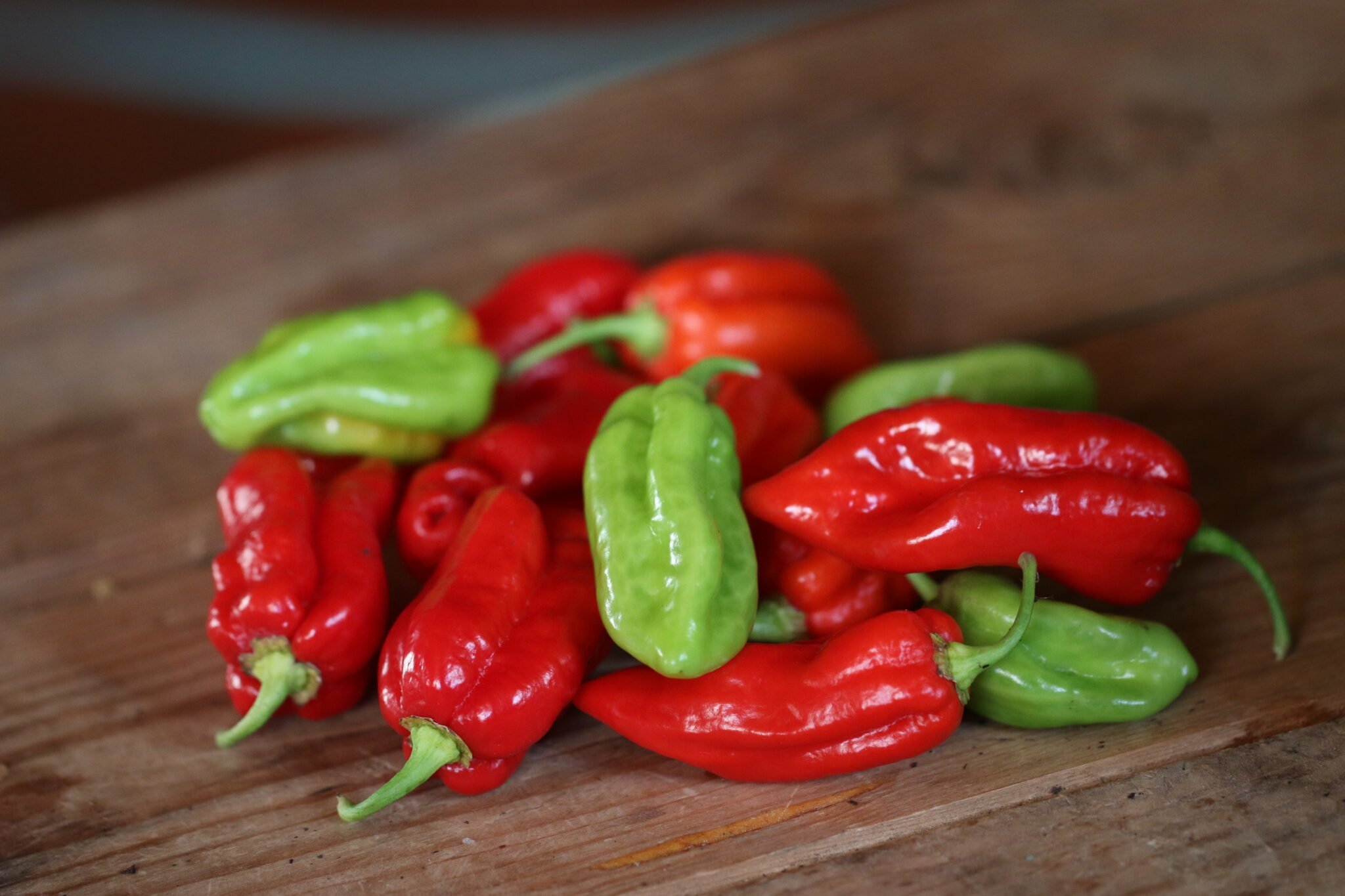 Köp Carolina Lava - Chilifrön online hos Svenska Frön Carolina Lava - Svenskodlade chilifrön frÄn Svenska Frön