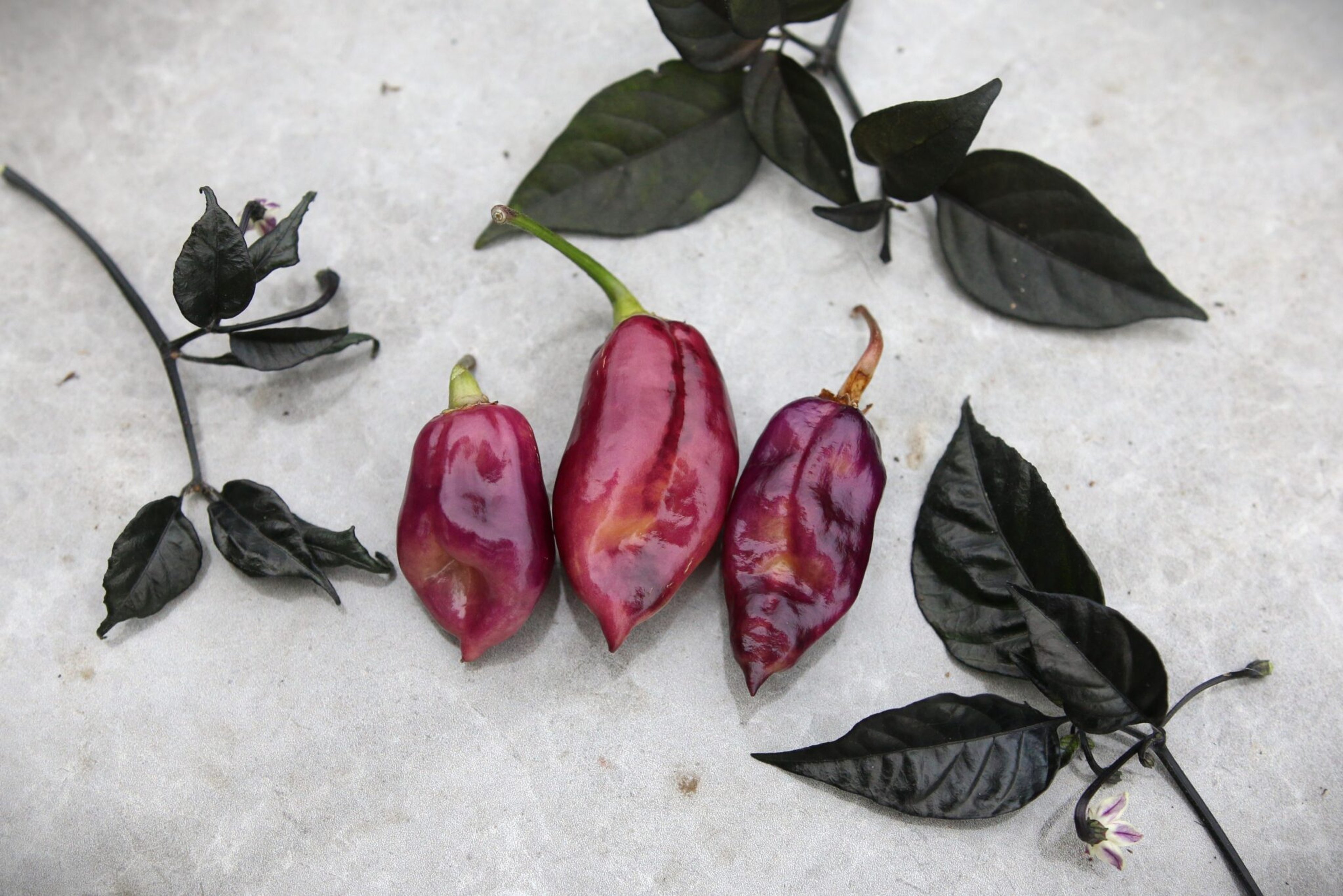 Taj Mahal Pink Peach - Svenskodlade chilifrön från Svenska Frön