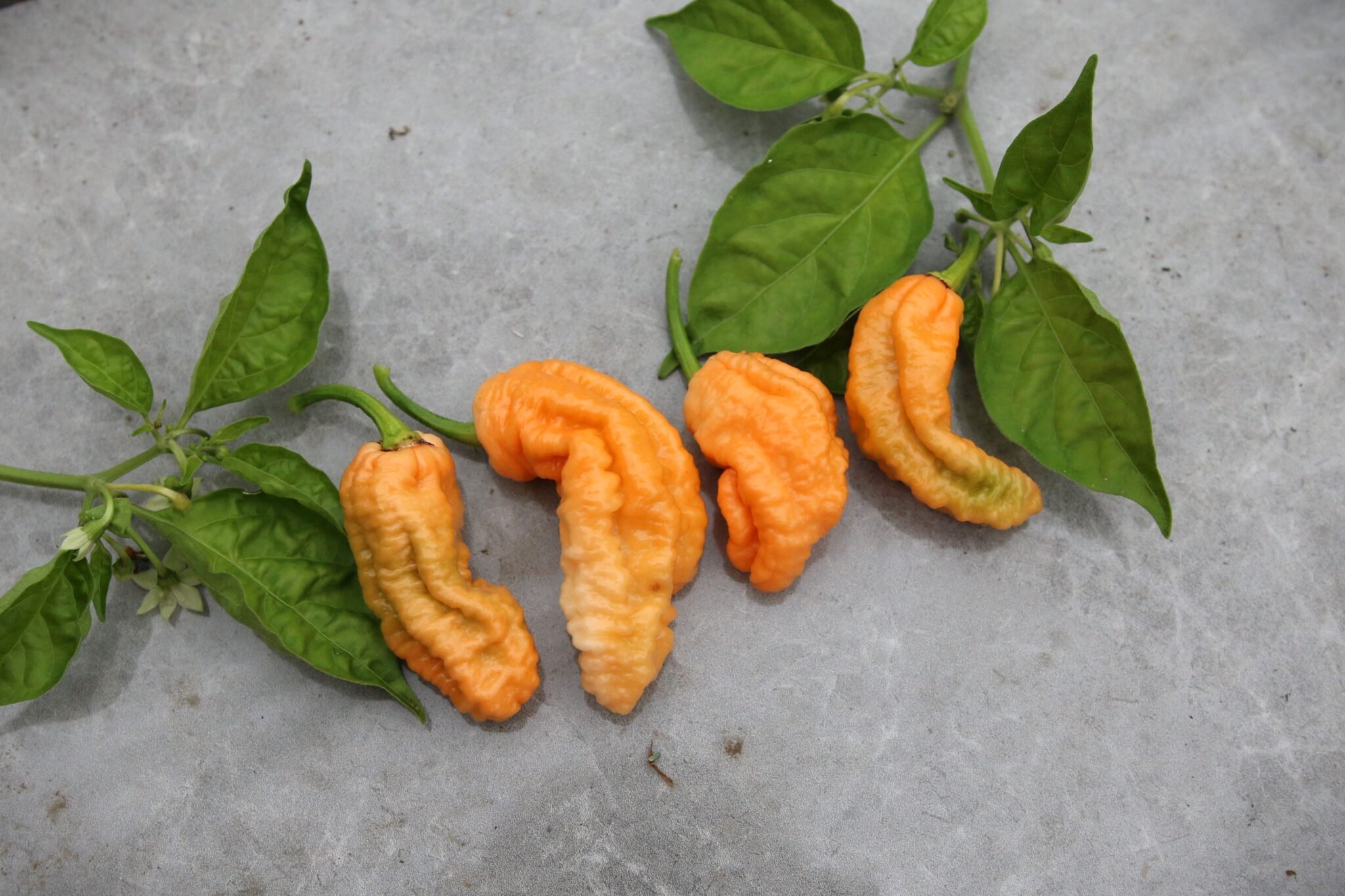 Köp Bhut Jolokia Peach WM - Chilifrön online hos Svenska Frön Bhut Jolokia Peach WM - Svenskodlade chilifrön från Svenska Frön