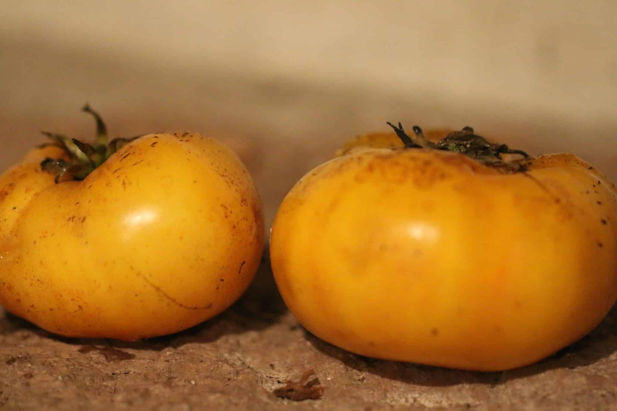 Köp Azoychka - Tomatfrön online hos Svenska Frön Azoychka - Svenskodlade tomatfrön från Svenska Frön