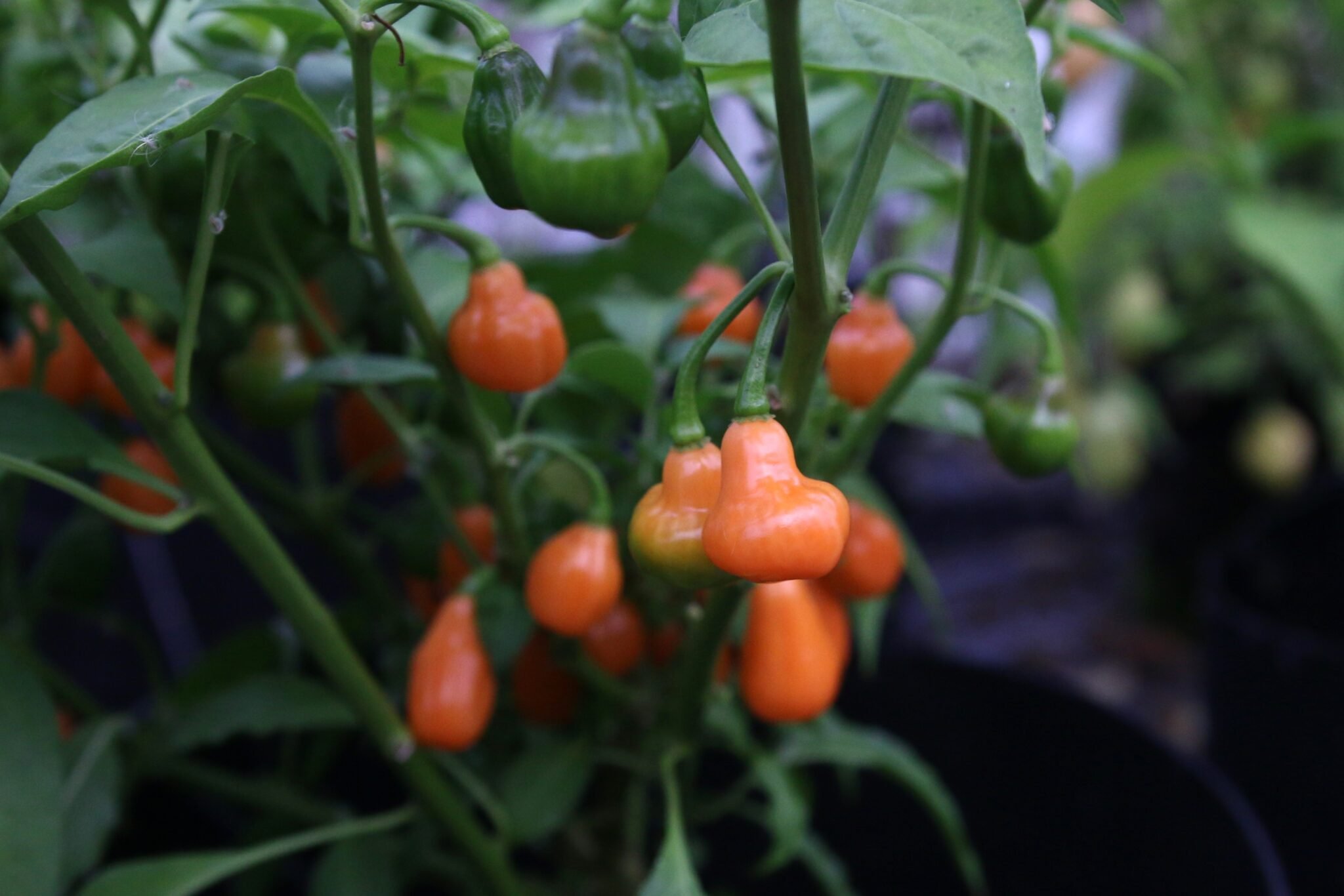 Köp Cabaca Peach - Chilifrön online hos Svenska Frön Cabaca Peach - Svenskodlade chilifrön från Svenska Frön