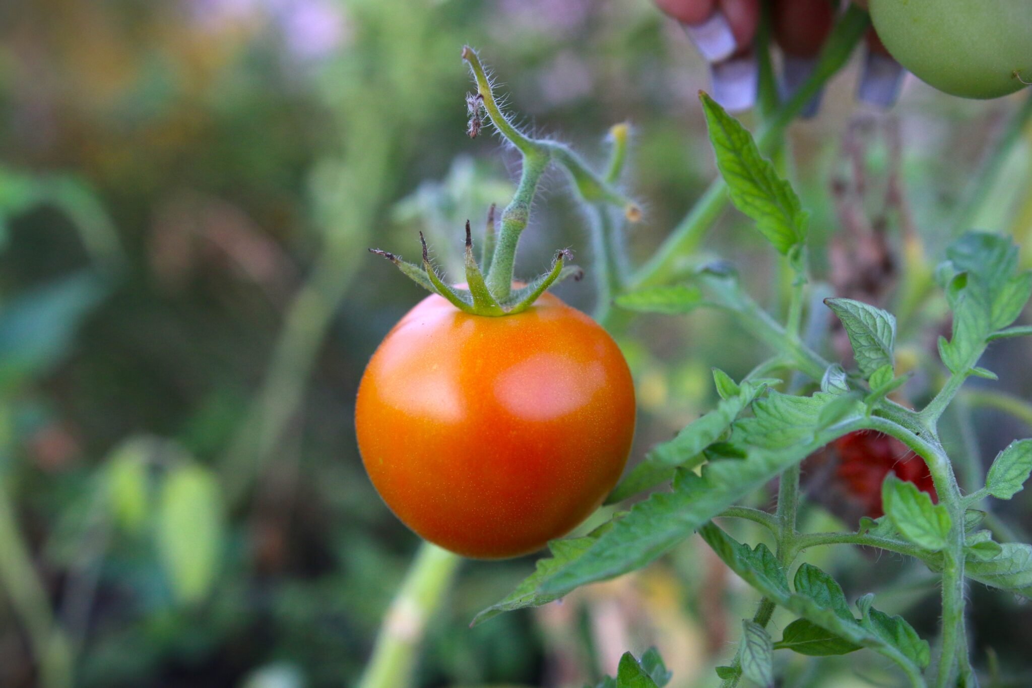 Köp Ukranian Ultra Early - Tomatfrön online hos Svenska Frön Ukranian Ultra Early - Svenskodlade tomatfrön från Svenska Frön