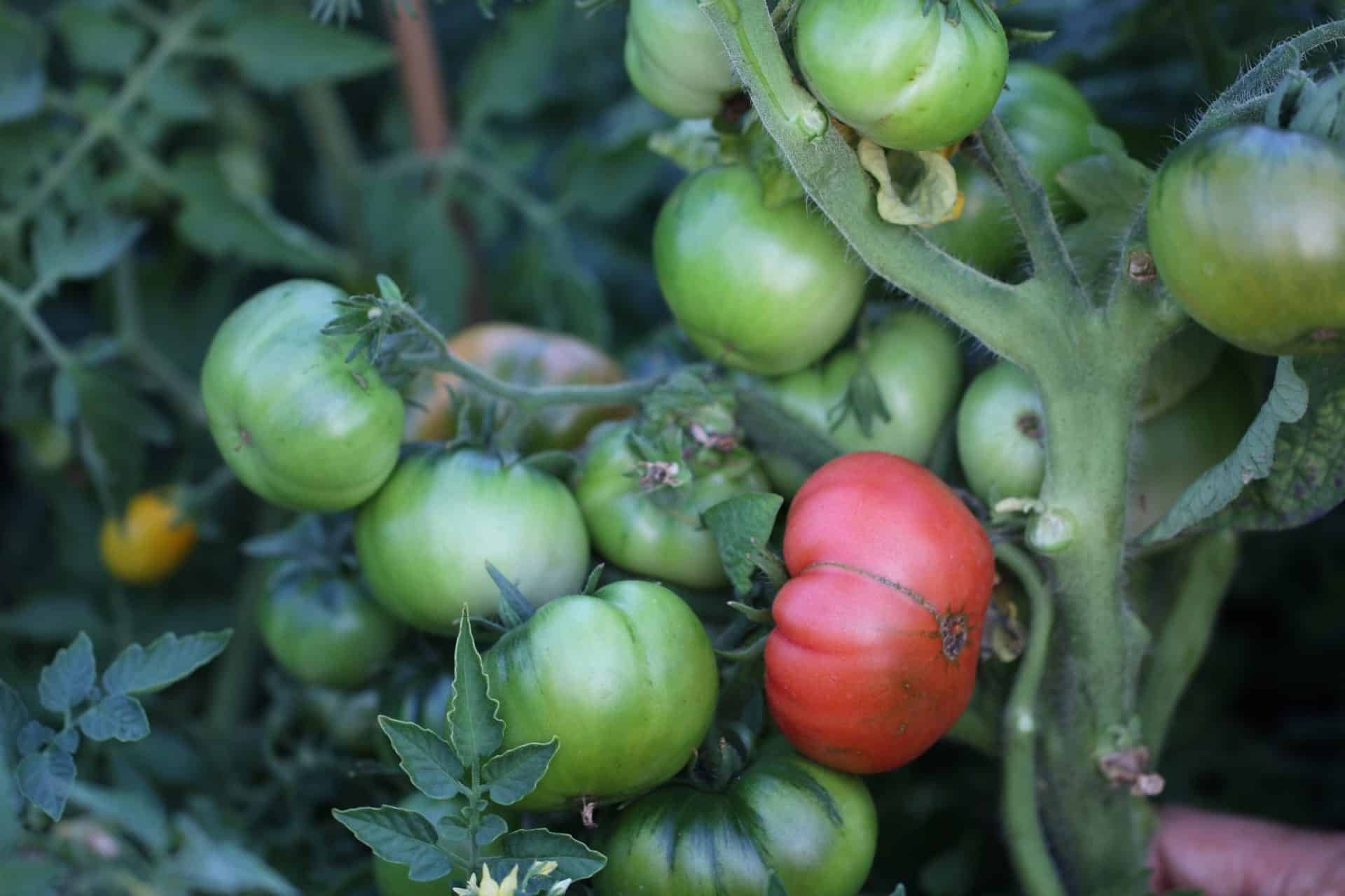 Köp Arctic Rose - Tomatfrön online hos Svenska Frön Arctic Rose - Svenskodlade tomatfrön från Svenska Frön