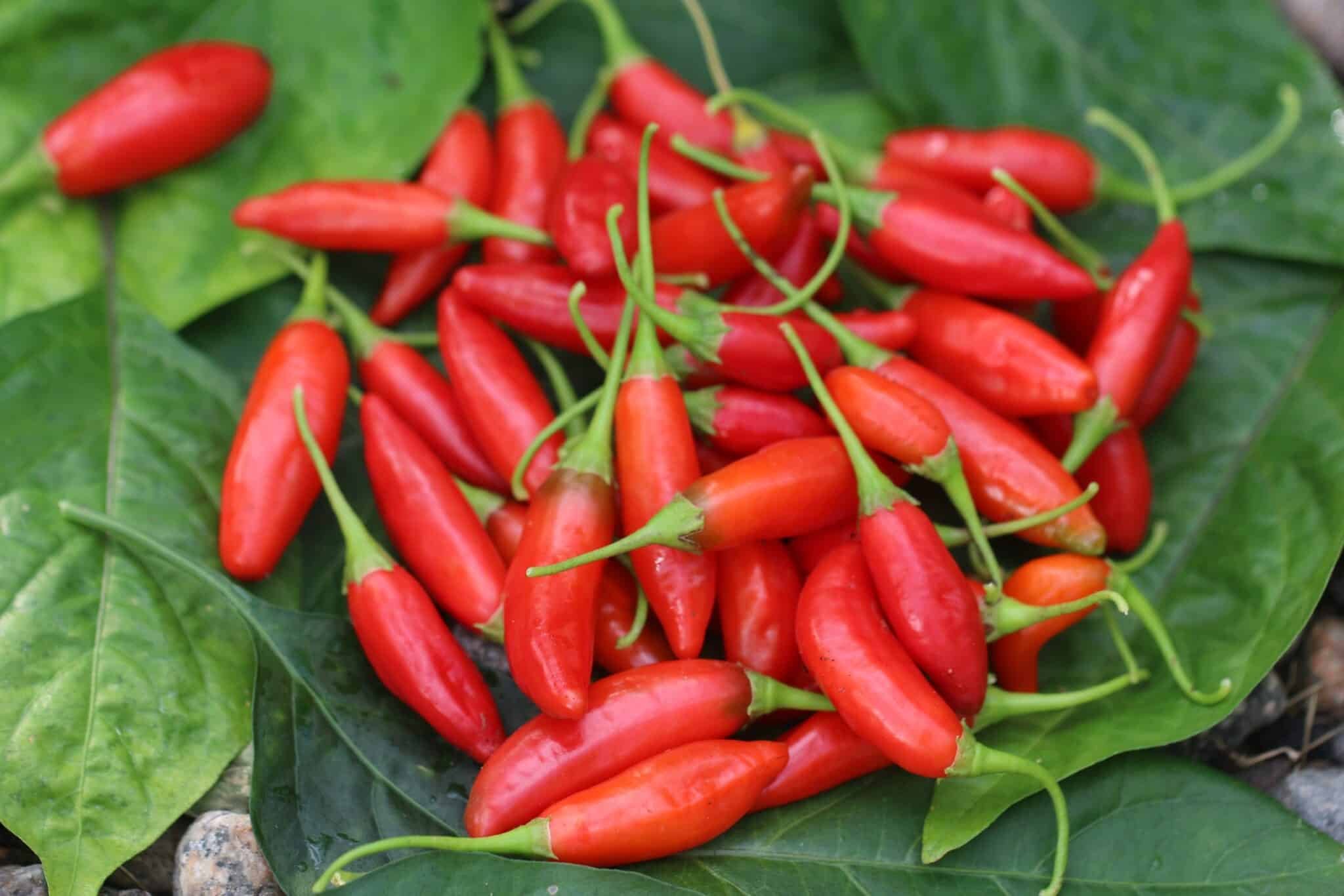 Köp Matador - Chilifrön online hos Svenska Frön Matador - Svenskodlade chilifrön från Svenska Frön