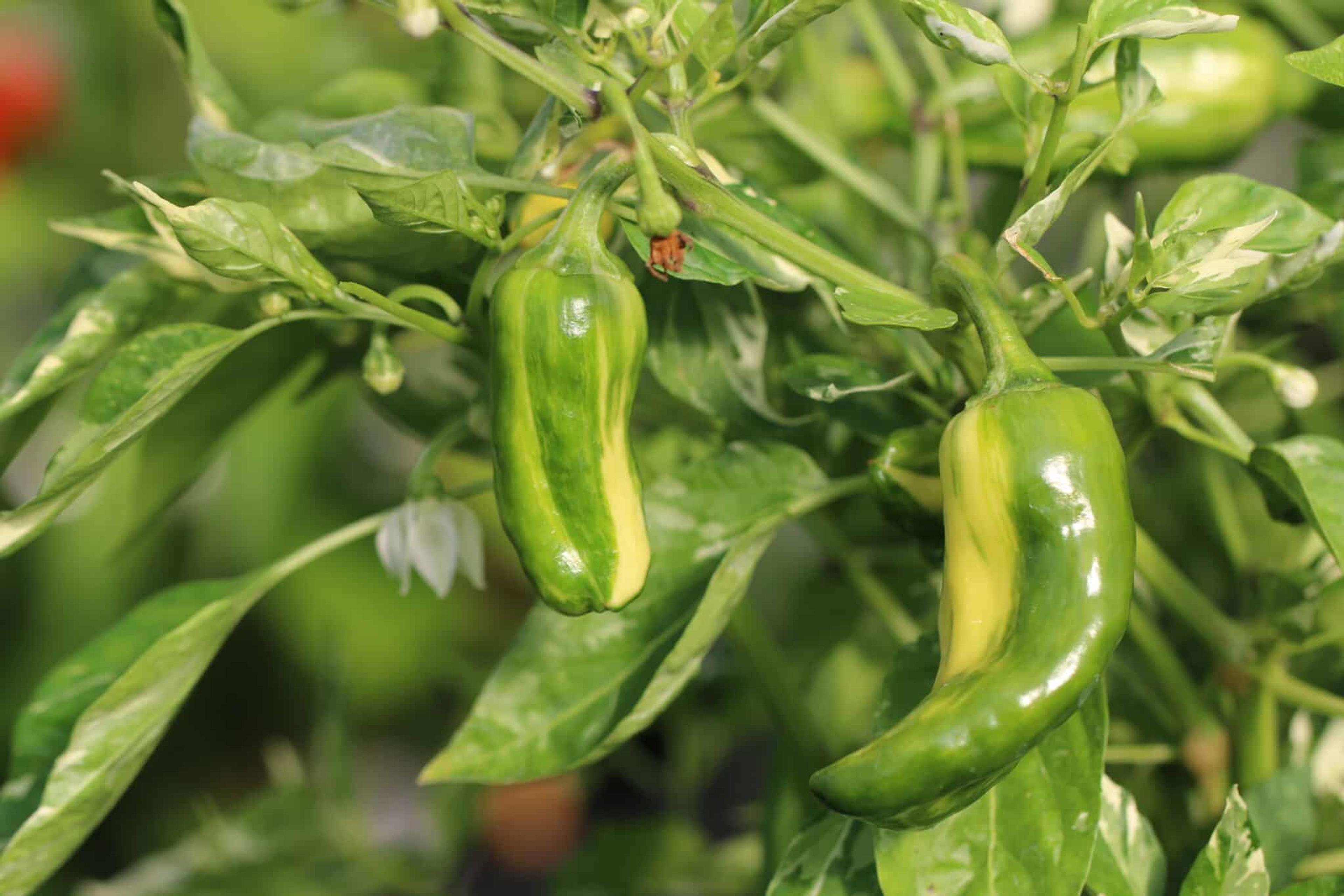 Knights Arch Angel miniatyrbild 3