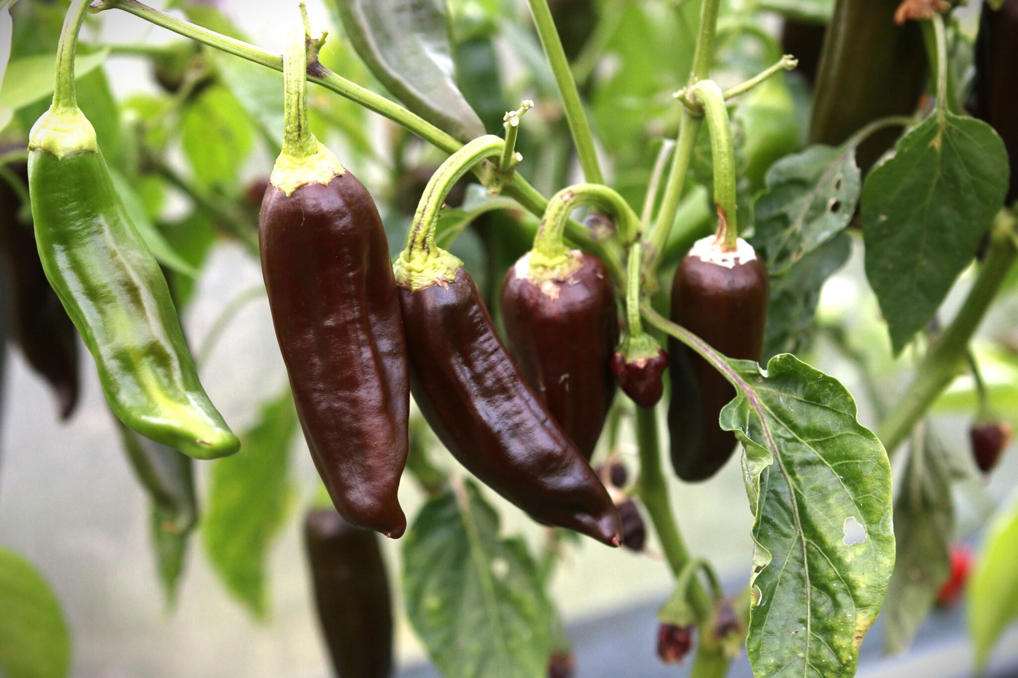 Köp Brown Berber - Chilifrön online hos Svenska Frön Brown Berber - Svenskodlade chilifrön frÄn Svenska Frön