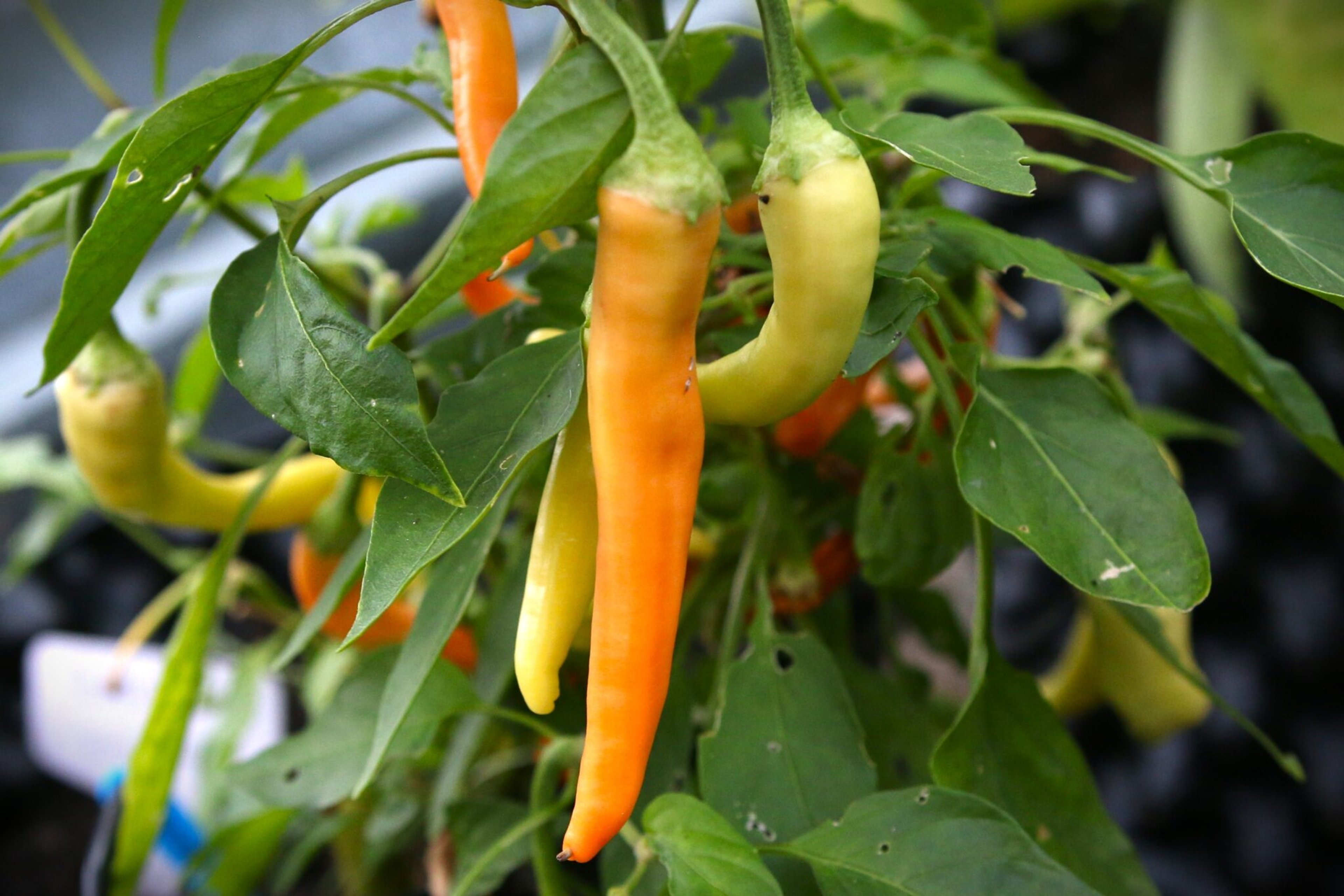 Portokolova Fifironka - Svenskodlade chilifrön från Svenska Frön