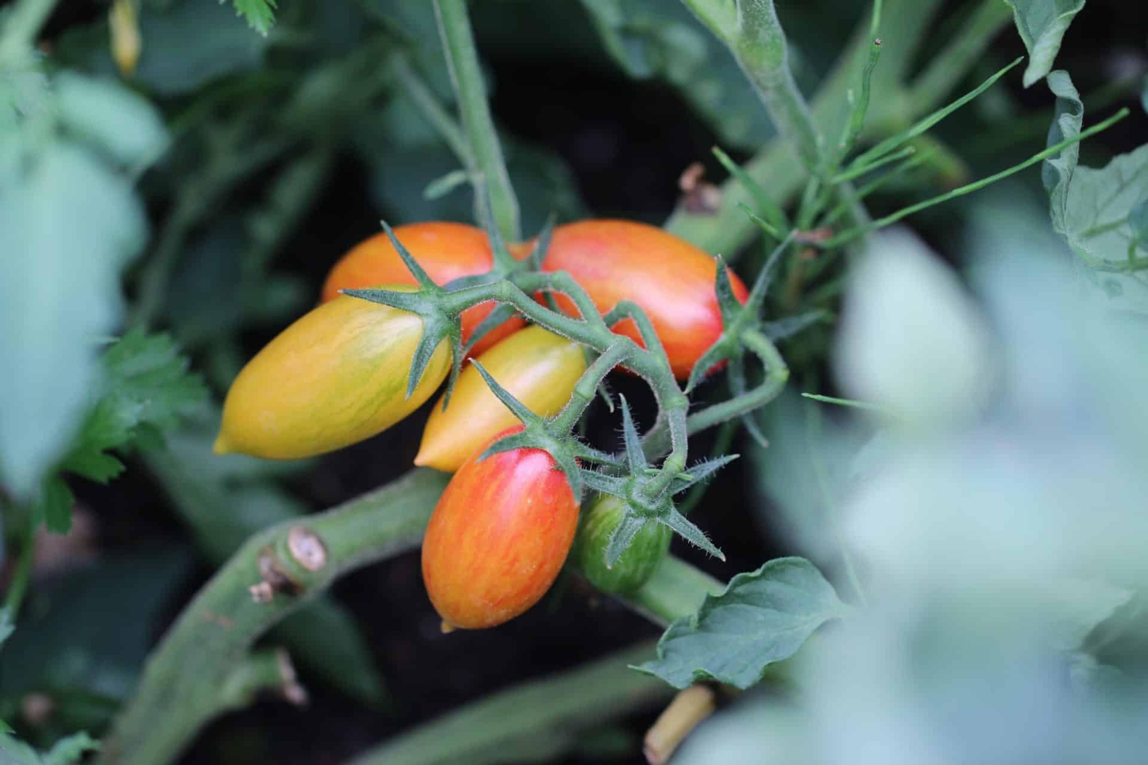 Artisan Blush Tiger miniatyrbild 3