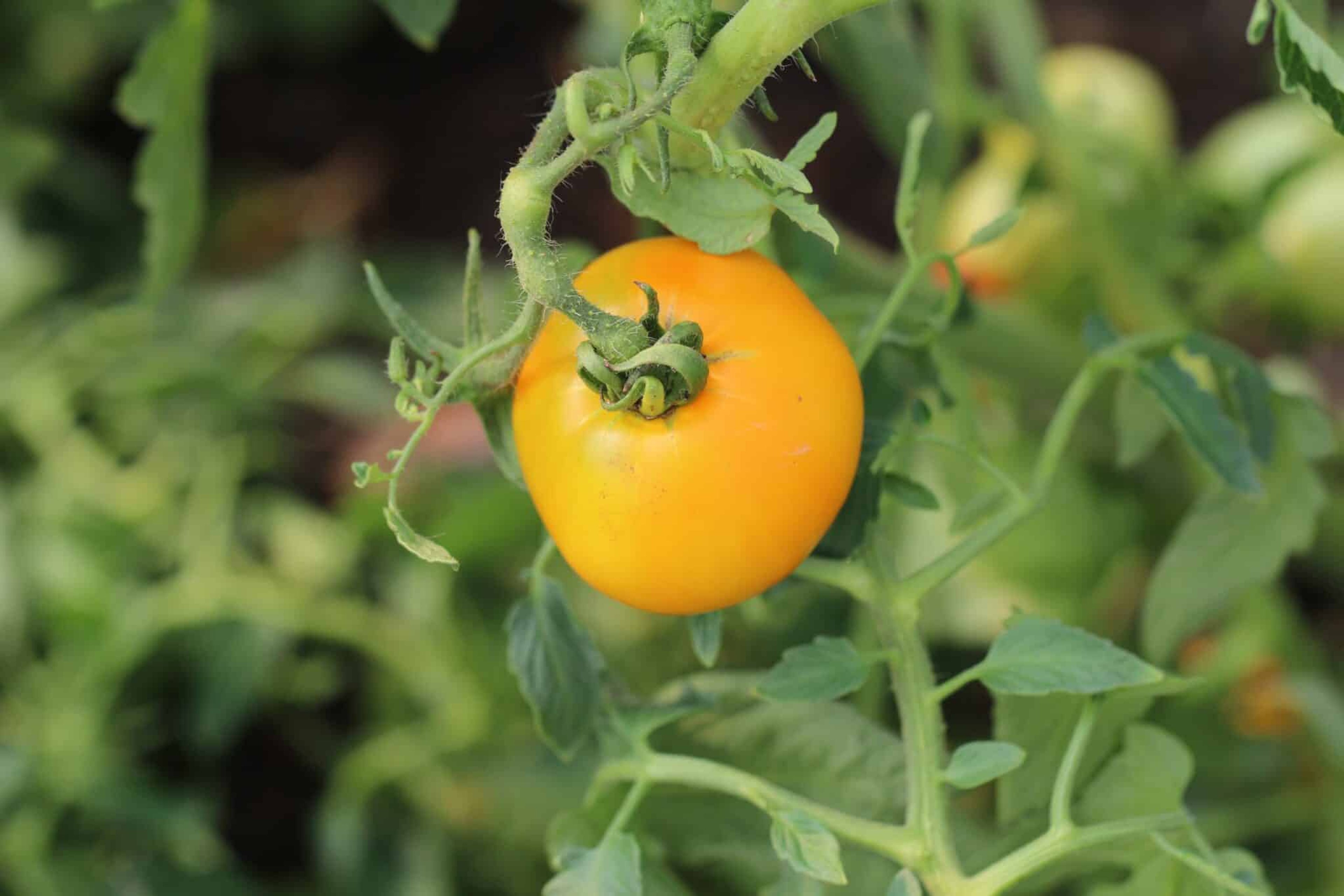Orange Valencia-bifftomater med apelsinliknande färg