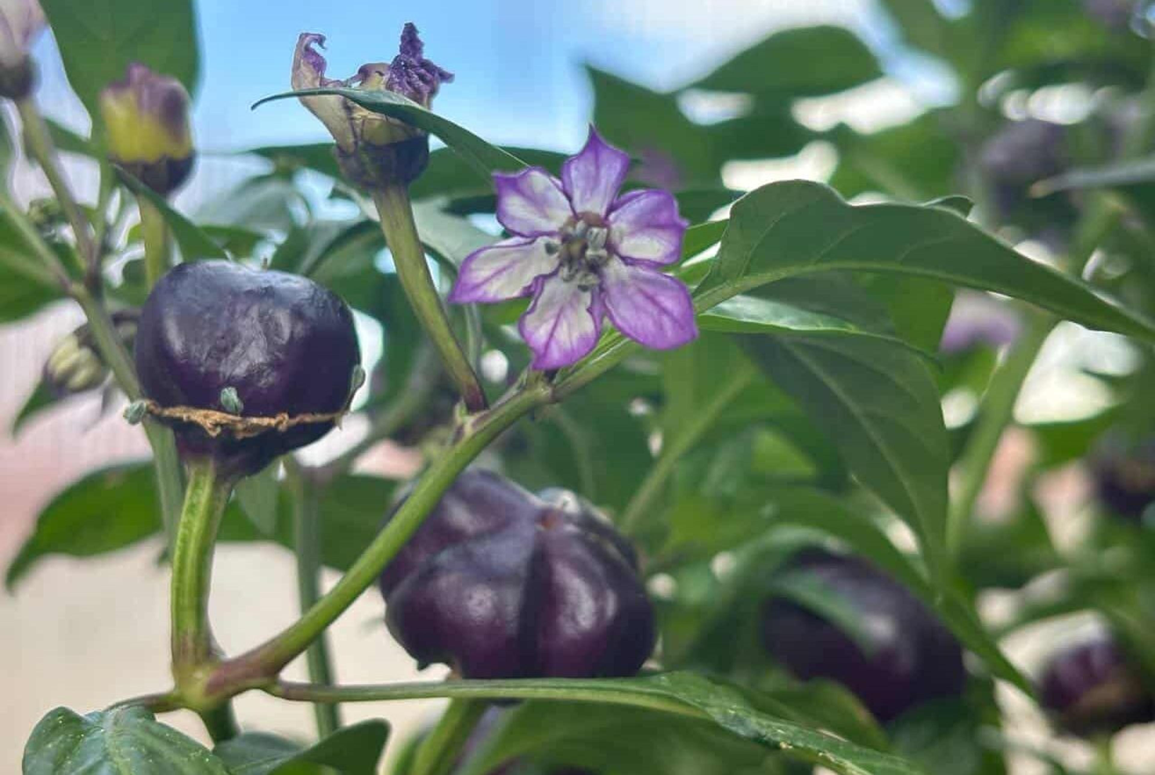 Purple Pumpkin miniatyrbild 2