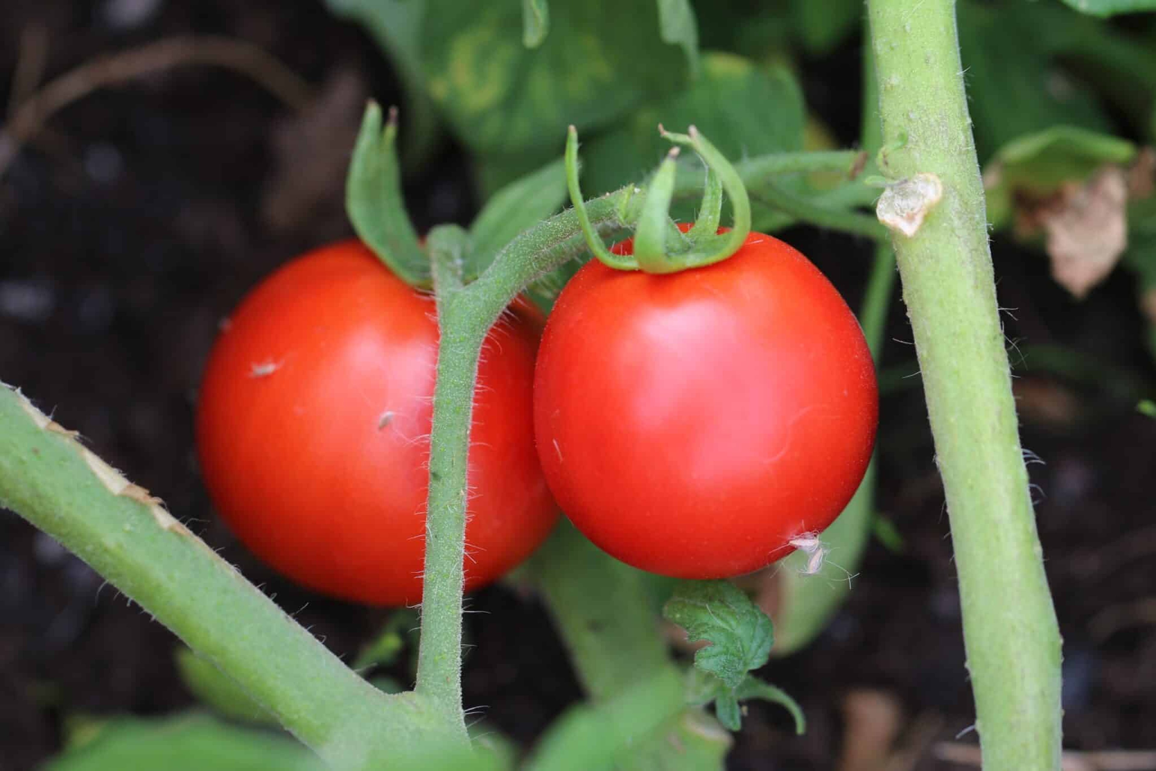 Alka - Svenskodlade tomatfrön från Svenska Frön