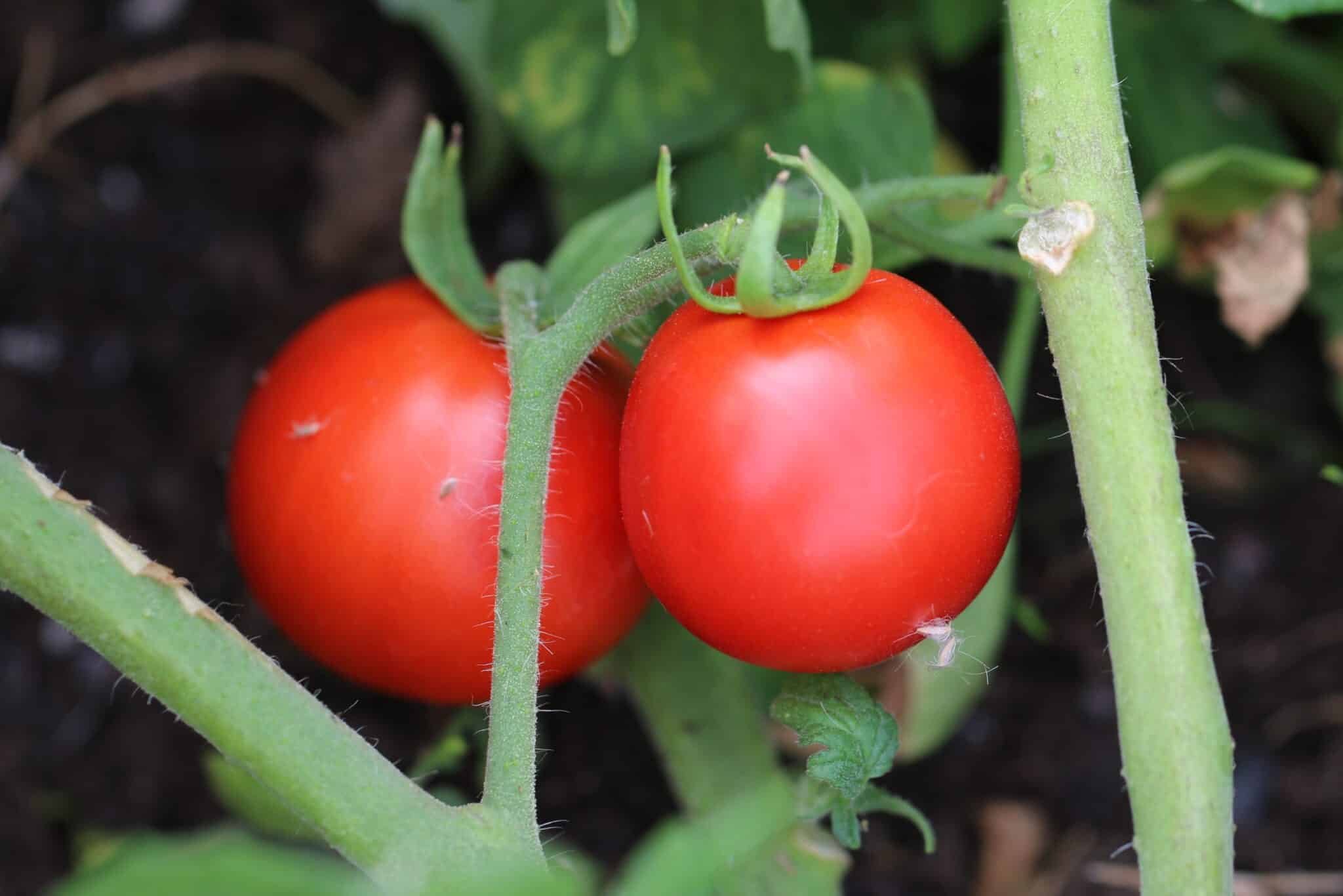 Köp Alka - Tomatfrön online hos Svenska Frön Alka - Svenskodlade tomatfrön från Svenska Frön