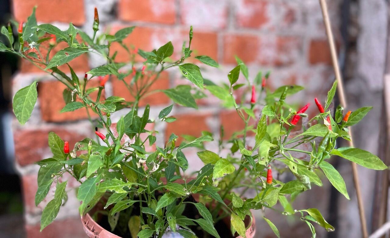 Köp Demon Red - Chilifrön online hos Svenska Frön Demon Red - Svenskodlade chilifrön från Svenska Frön