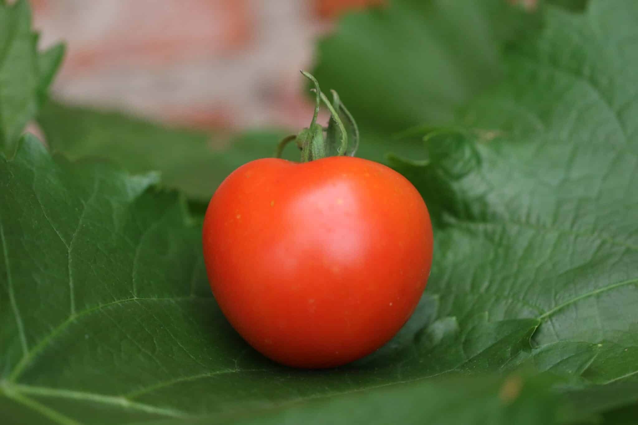 Köp Moneymaker - Tomatfrön online hos Svenska Frön Moneymaker - Svenskodlade tomatfrön från Svenska Frön