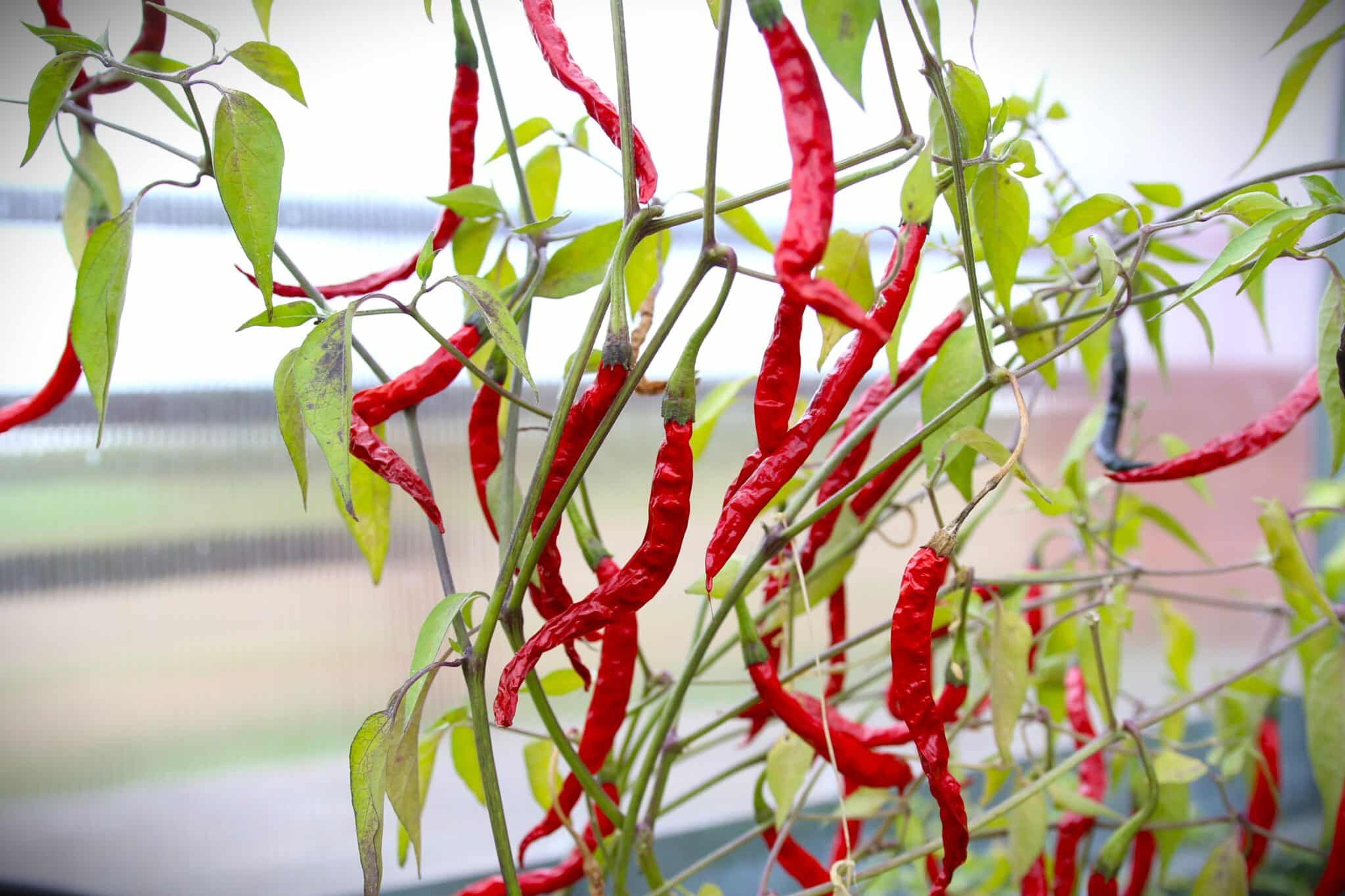 Cabai Kerinting - Svenskodlade chilifrön från Svenska Frön