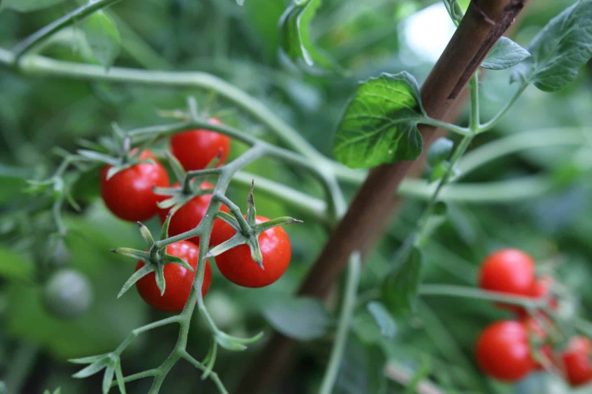 Köp Micro Cherry - Tomatfrön online hos Chilifrön.se Små röda Micro Cherry-tomater på långa hängande skott