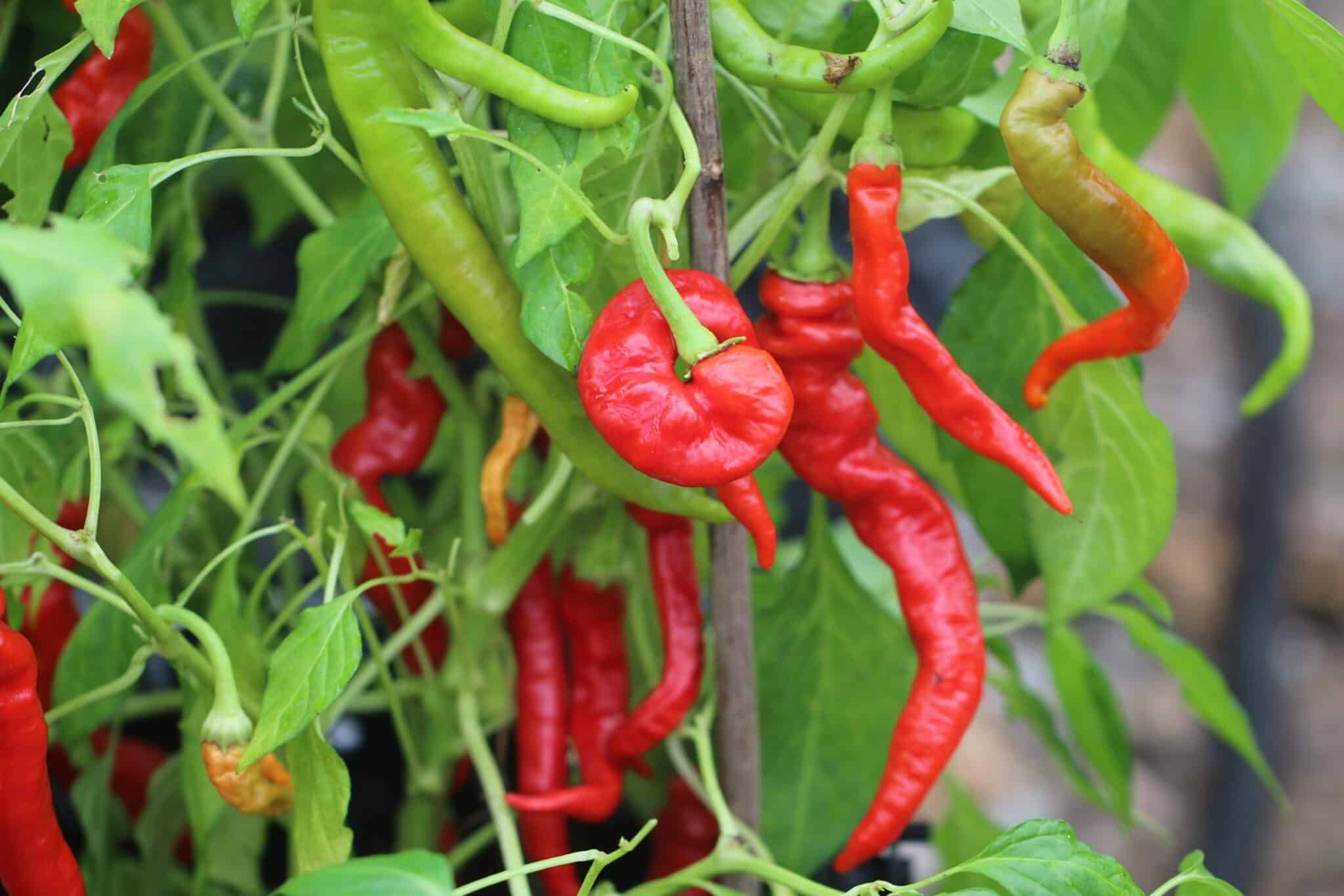 Köp Lombardo - Chilifrön online hos Svenska Frön Lombardo - Svenskodlade chilifrön från Svenska Frön